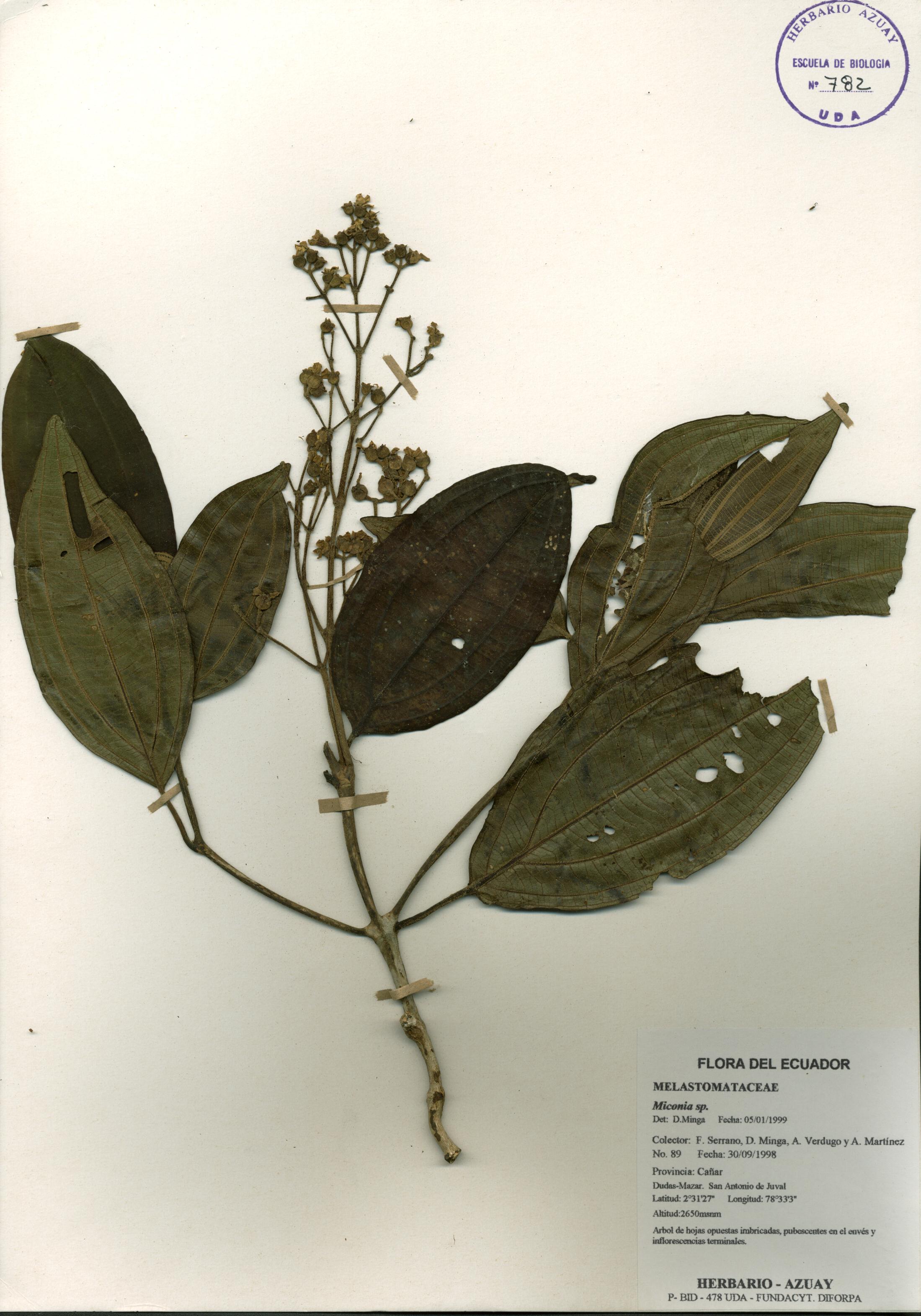 Miconia sp. SIN DETERMINAR