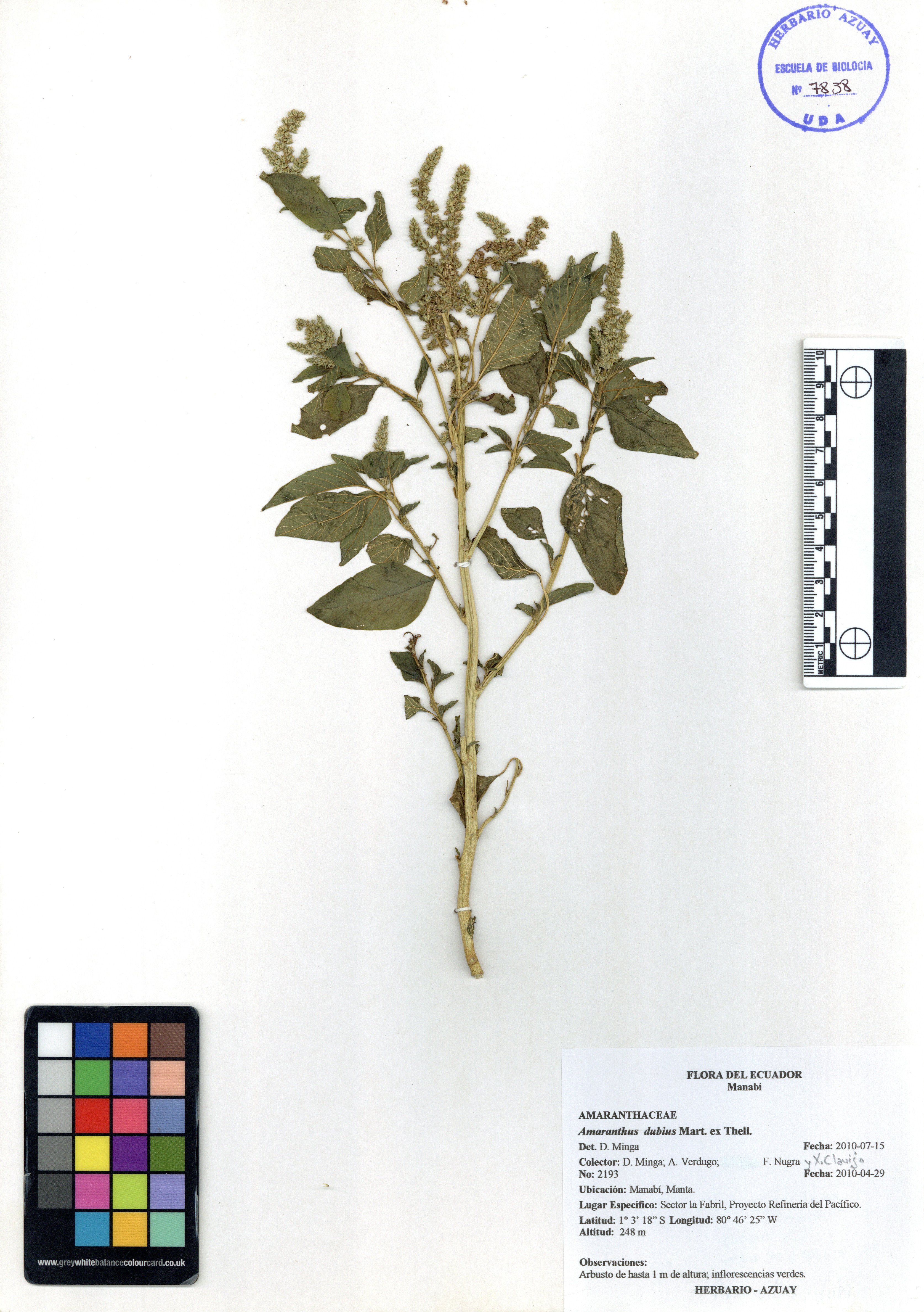 Amaranthus dubius Mart. ex Thell.