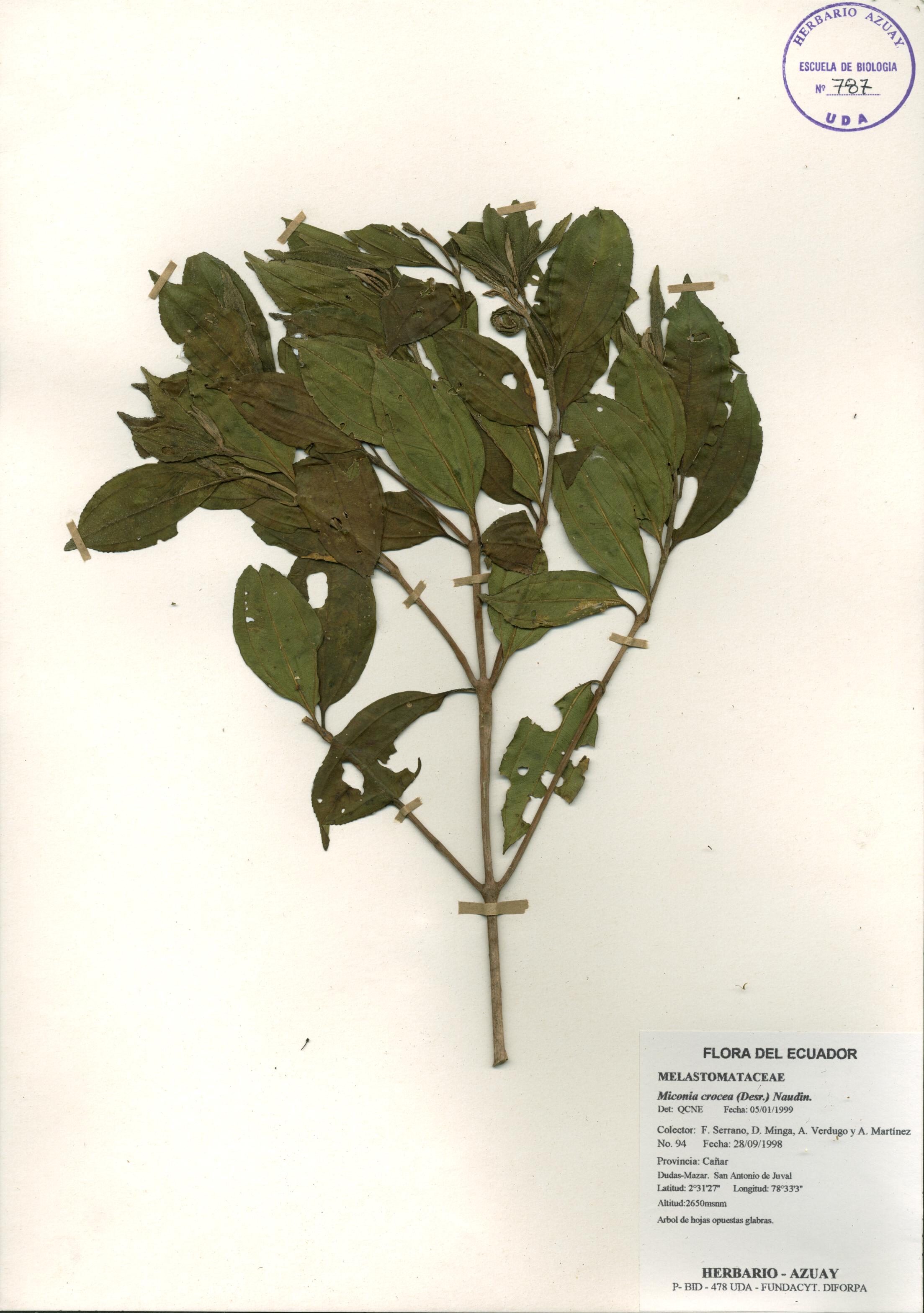 Miconia crocea (Desr.) Naudin.