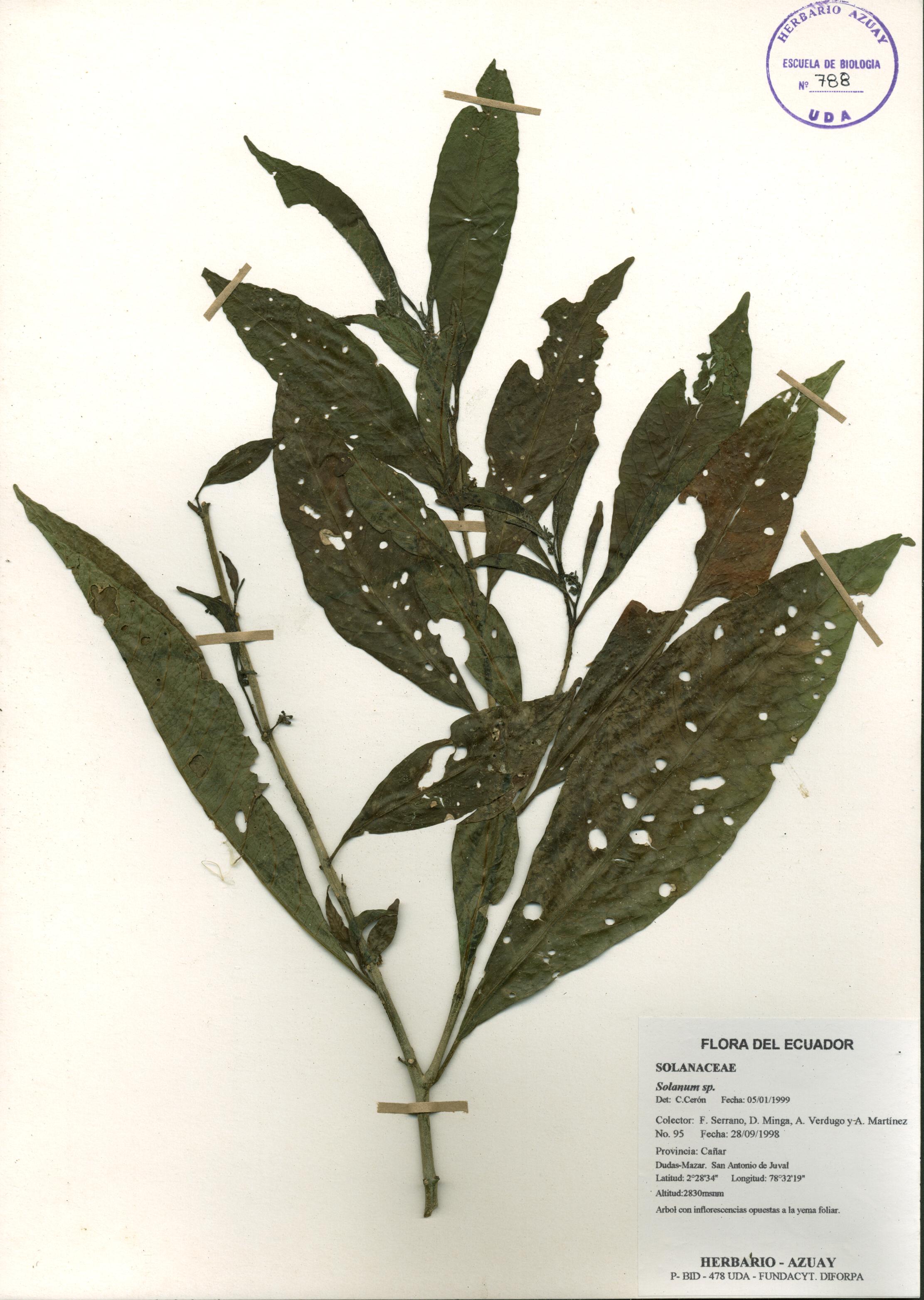 Solanum sp. SIN DETERMINAR