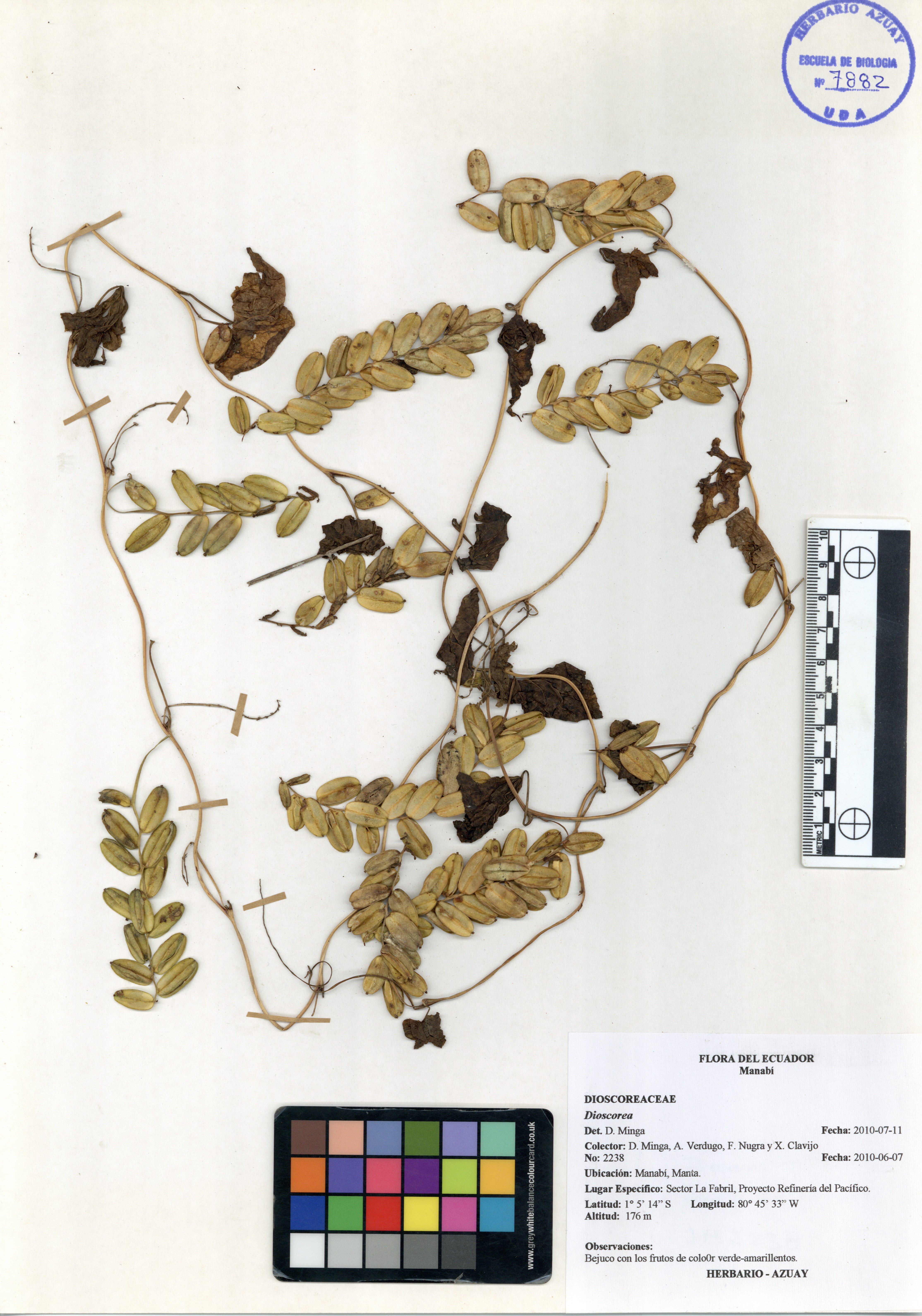 Dioscorea sin determinar sin determinar