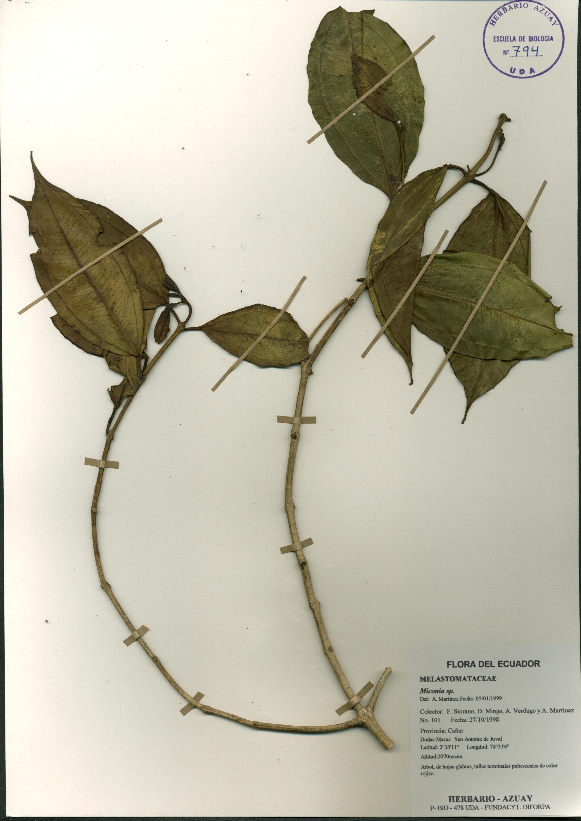 Miconia sp. SIN DETERMINAR