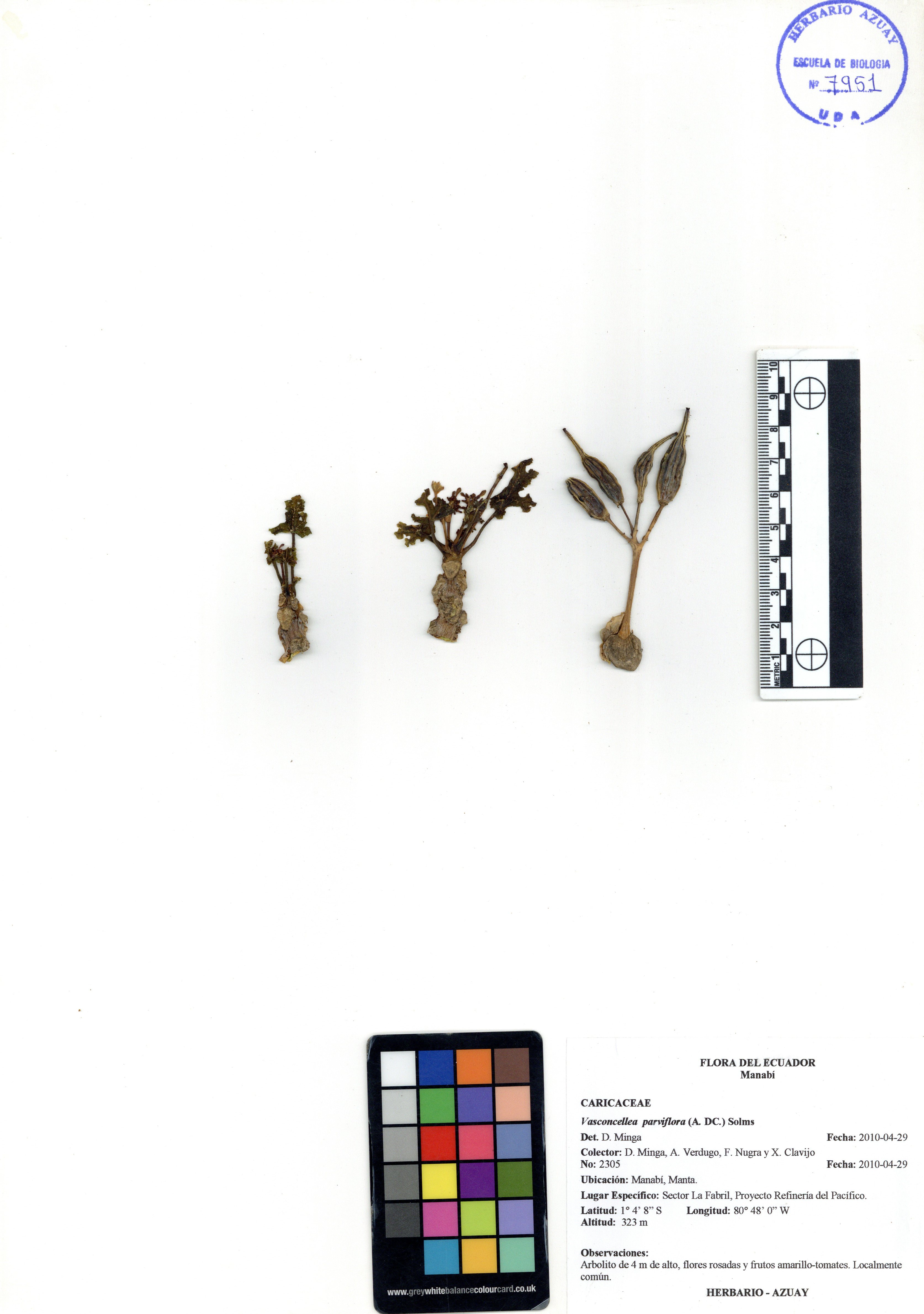 Vasconcellea parviflora (A. DC.) Solms