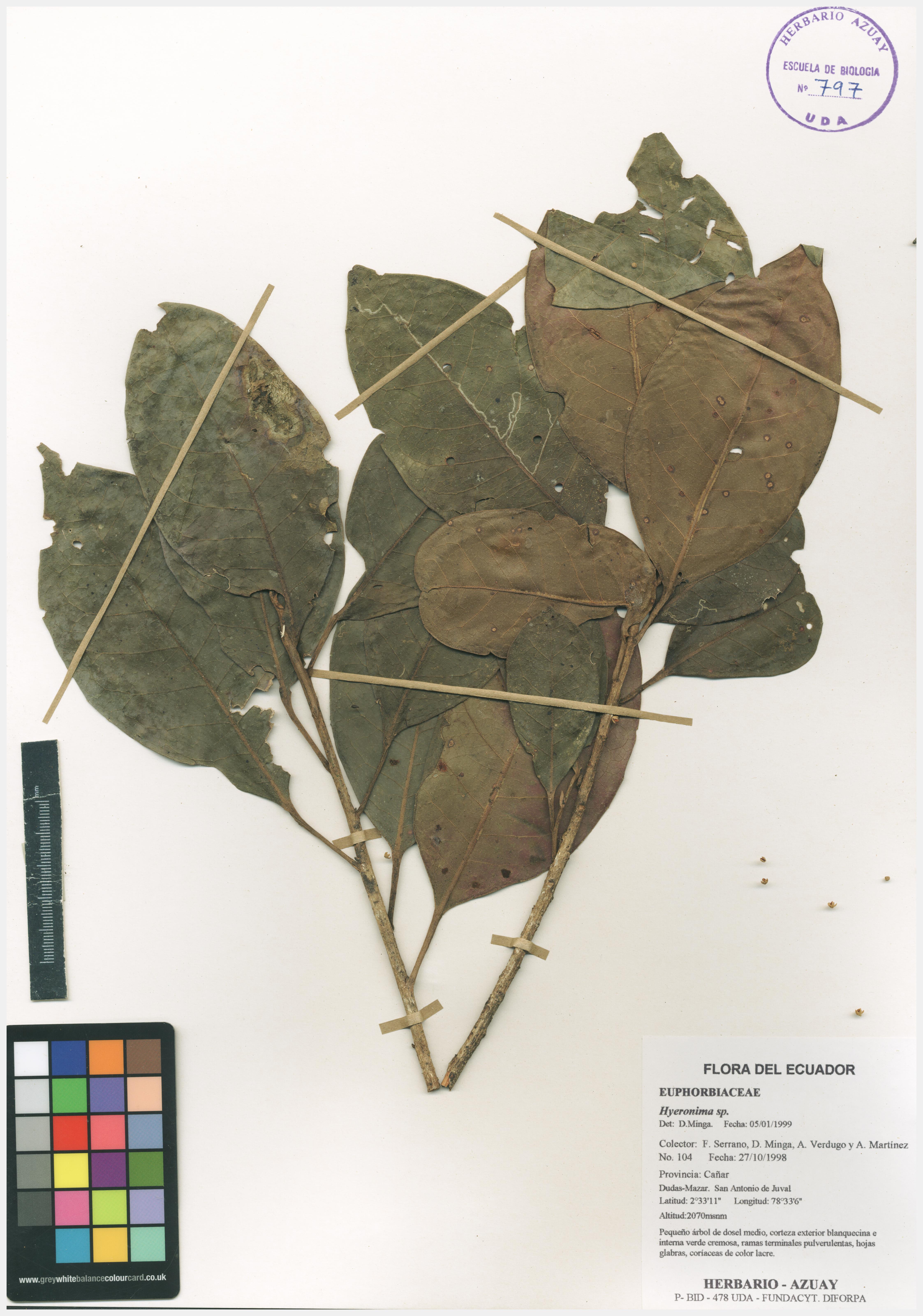 Hieronyma sp. SIN DETERMINAR