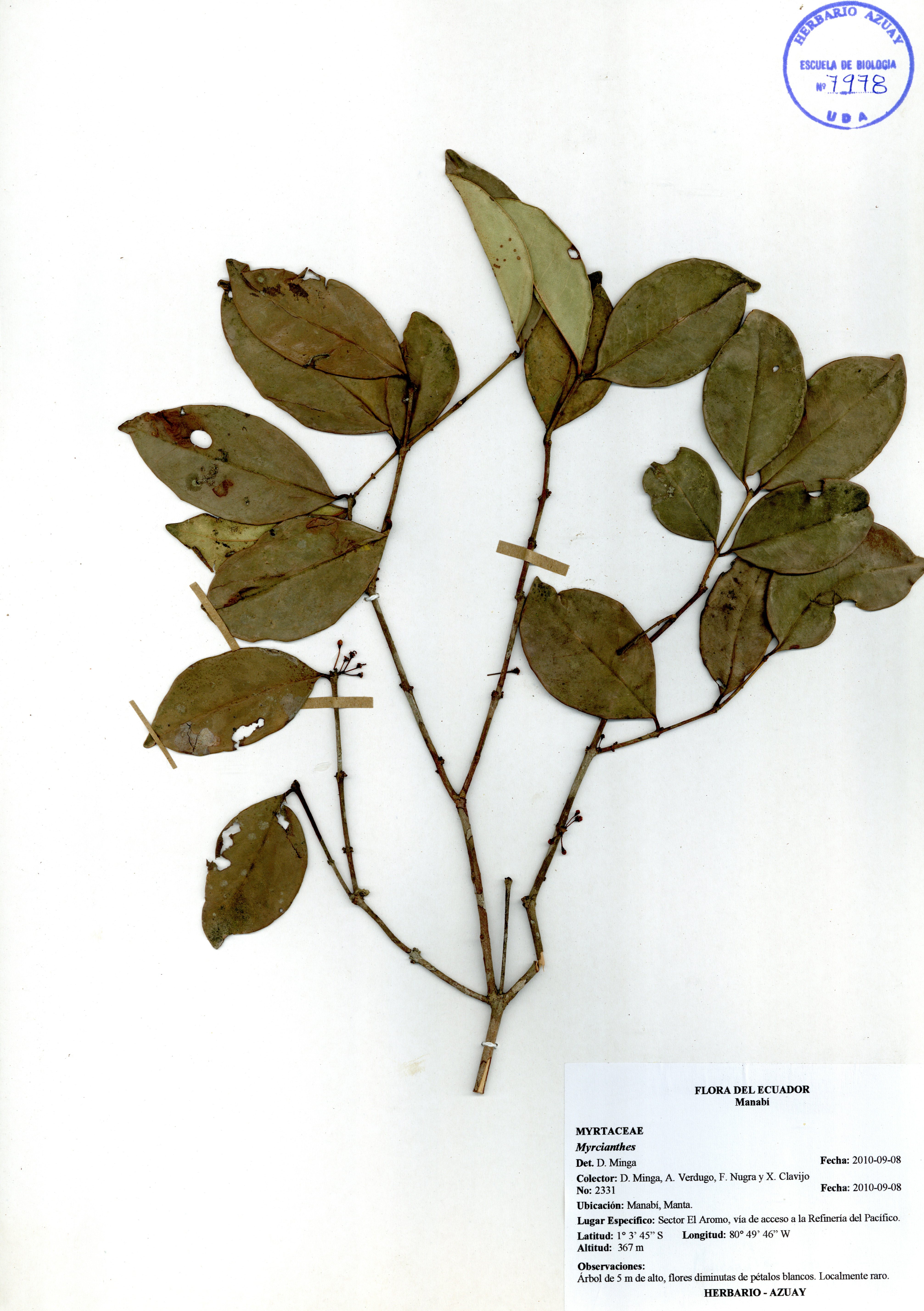 Myrcianthes sin determinar sin determinar