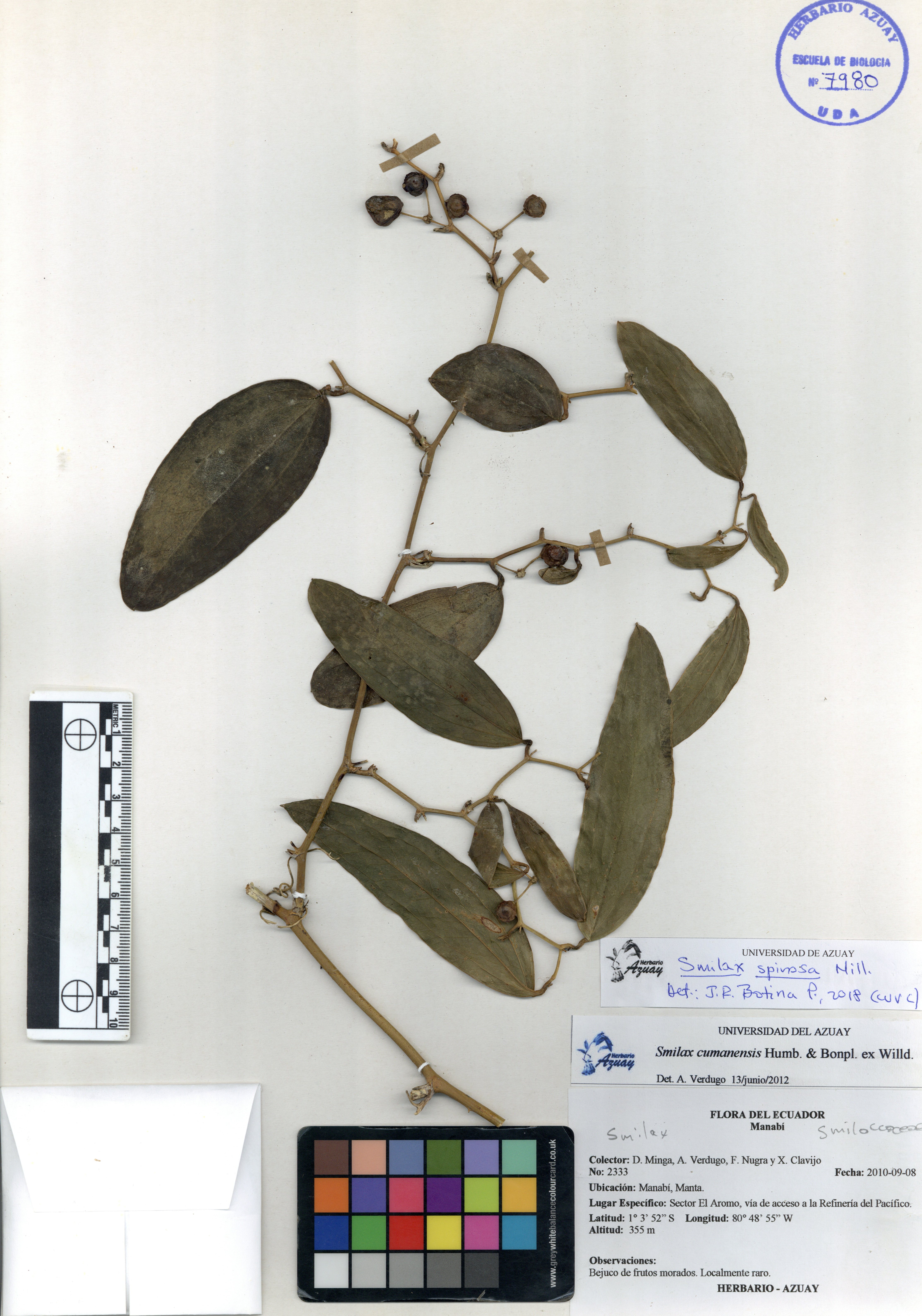 Smilax spinosa Mill.