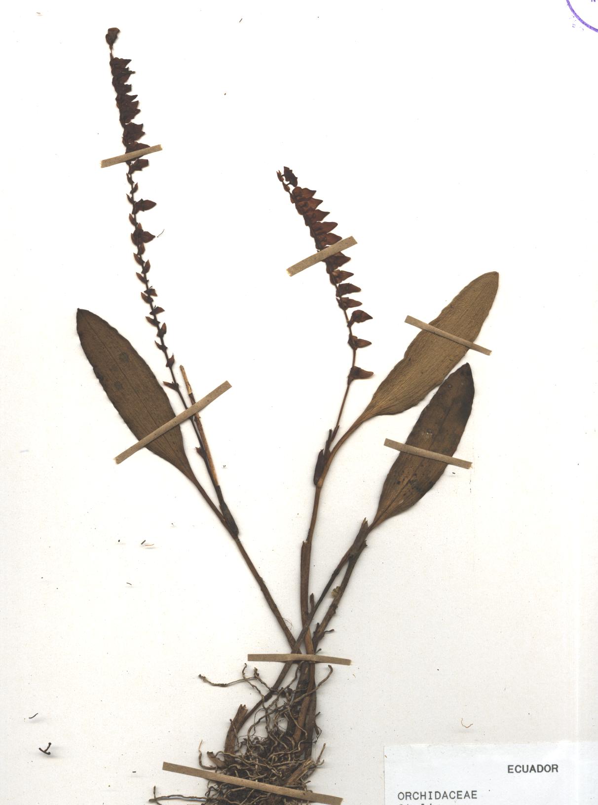 Stelis sp. SIN DETERMINAR