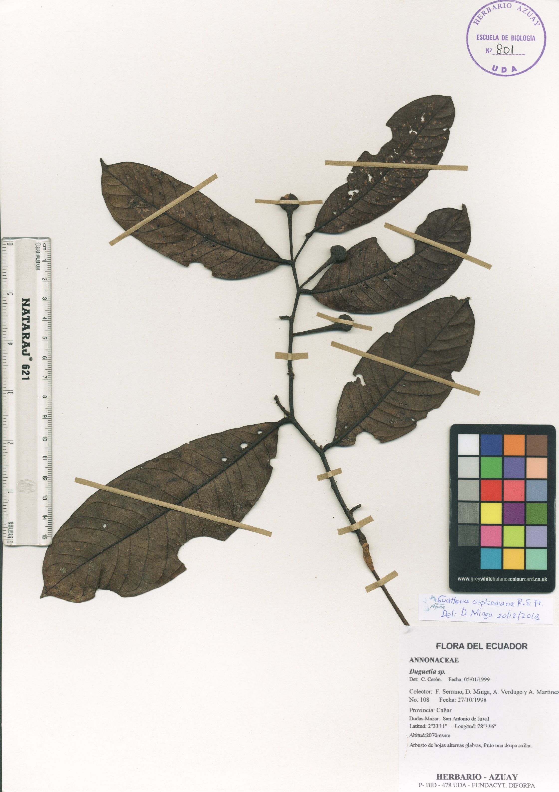 Guatteria asplundiana R.E. Fr.