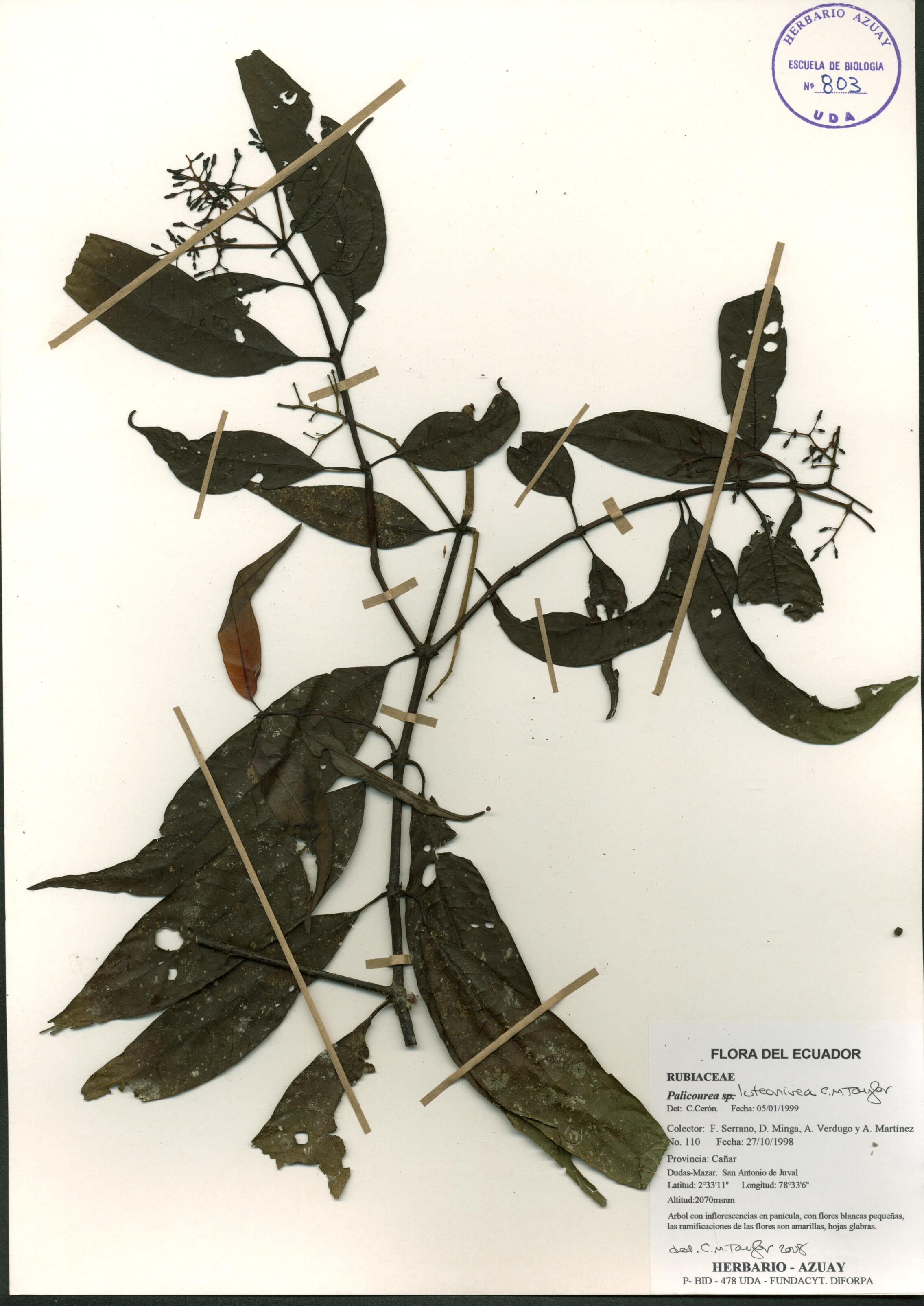 Palicourea luteonivea C.M. Taylor