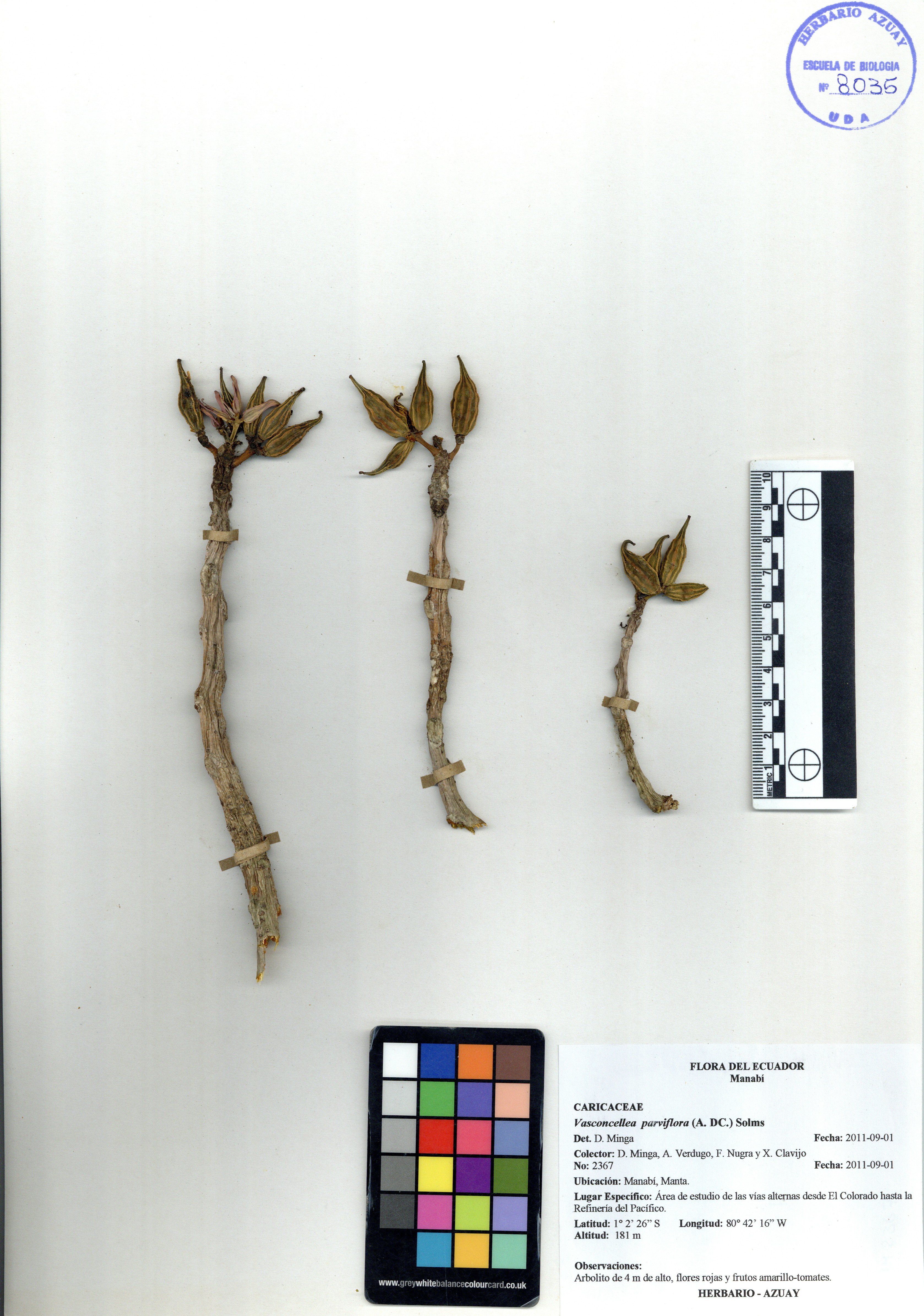 Vasconcellea parviflora (A. DC.) Solms