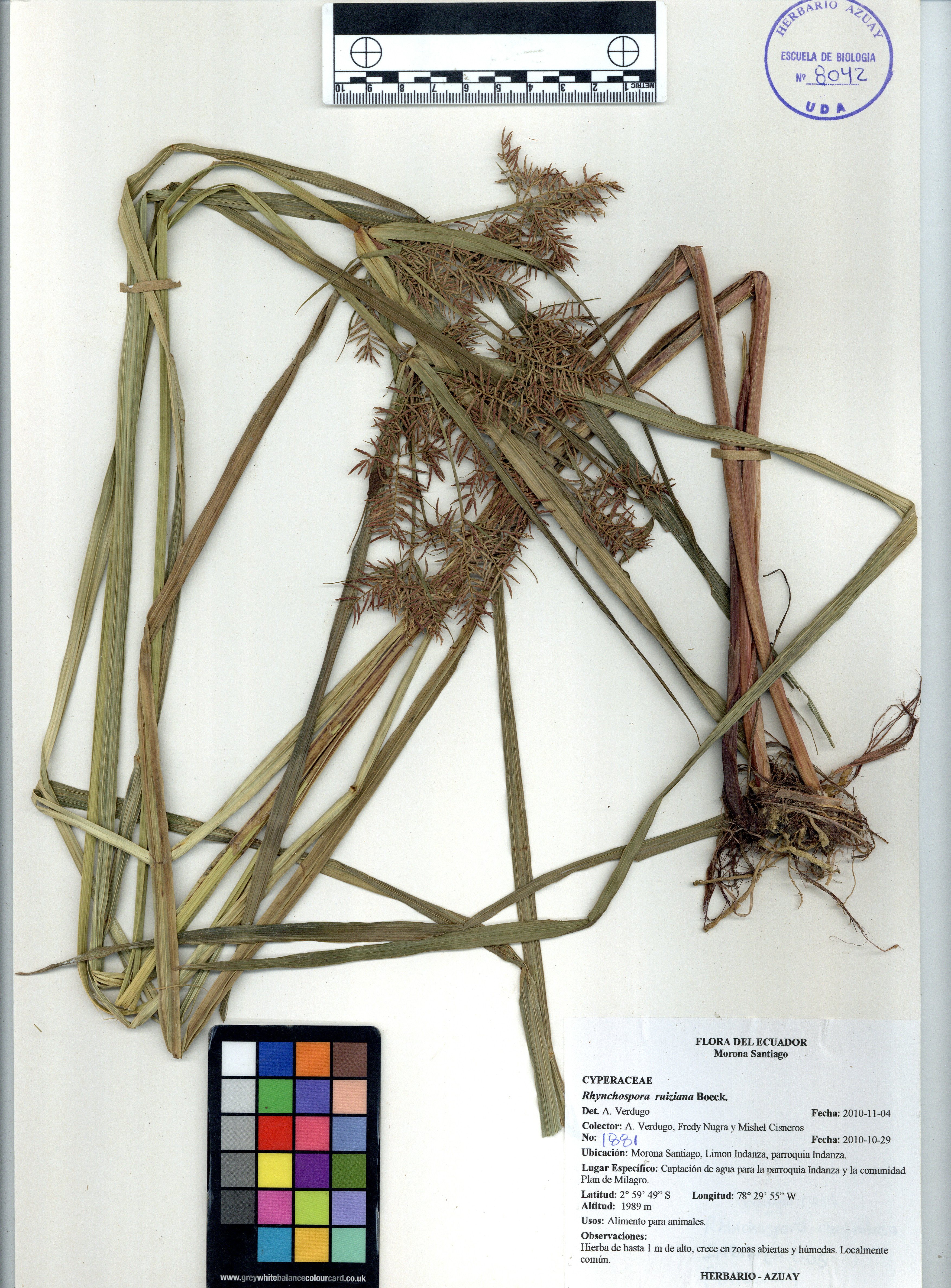 Rhynchospora ruiziana Boeck.