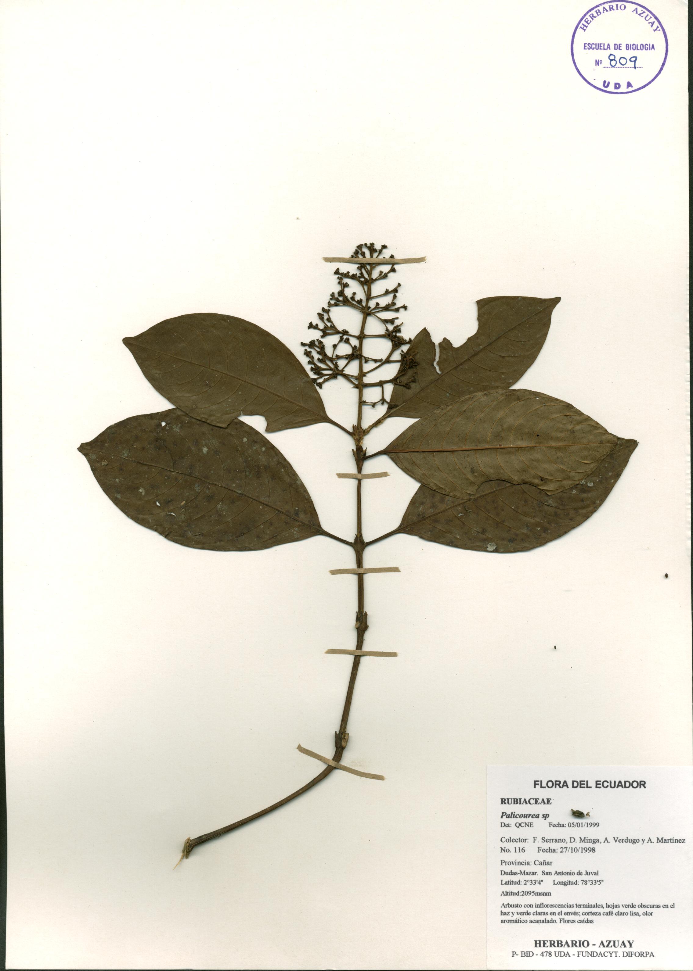 Palicourea sp. SIN DETERMINAR