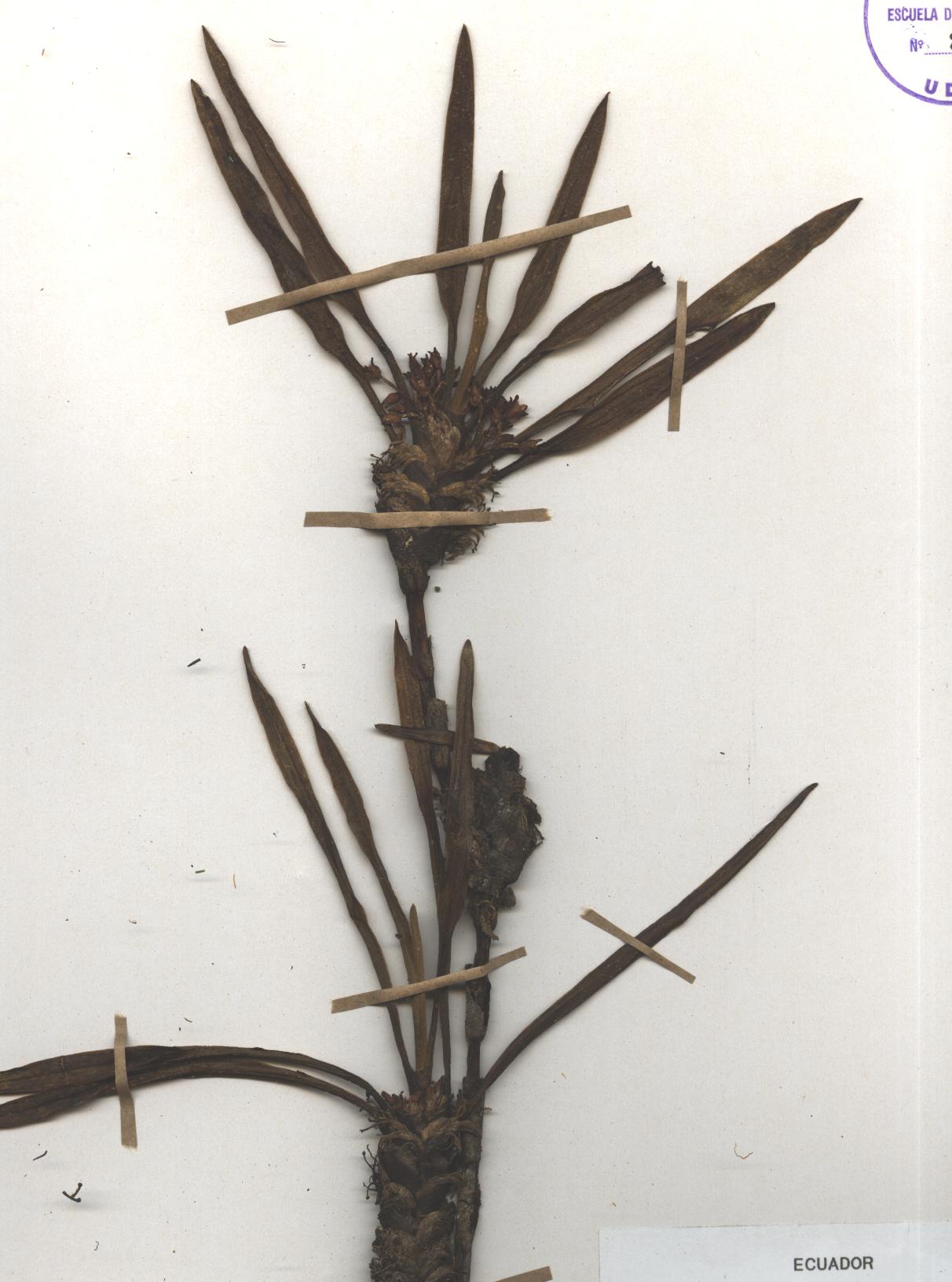 Maxillaria aggregata (Kunth) Lindl.