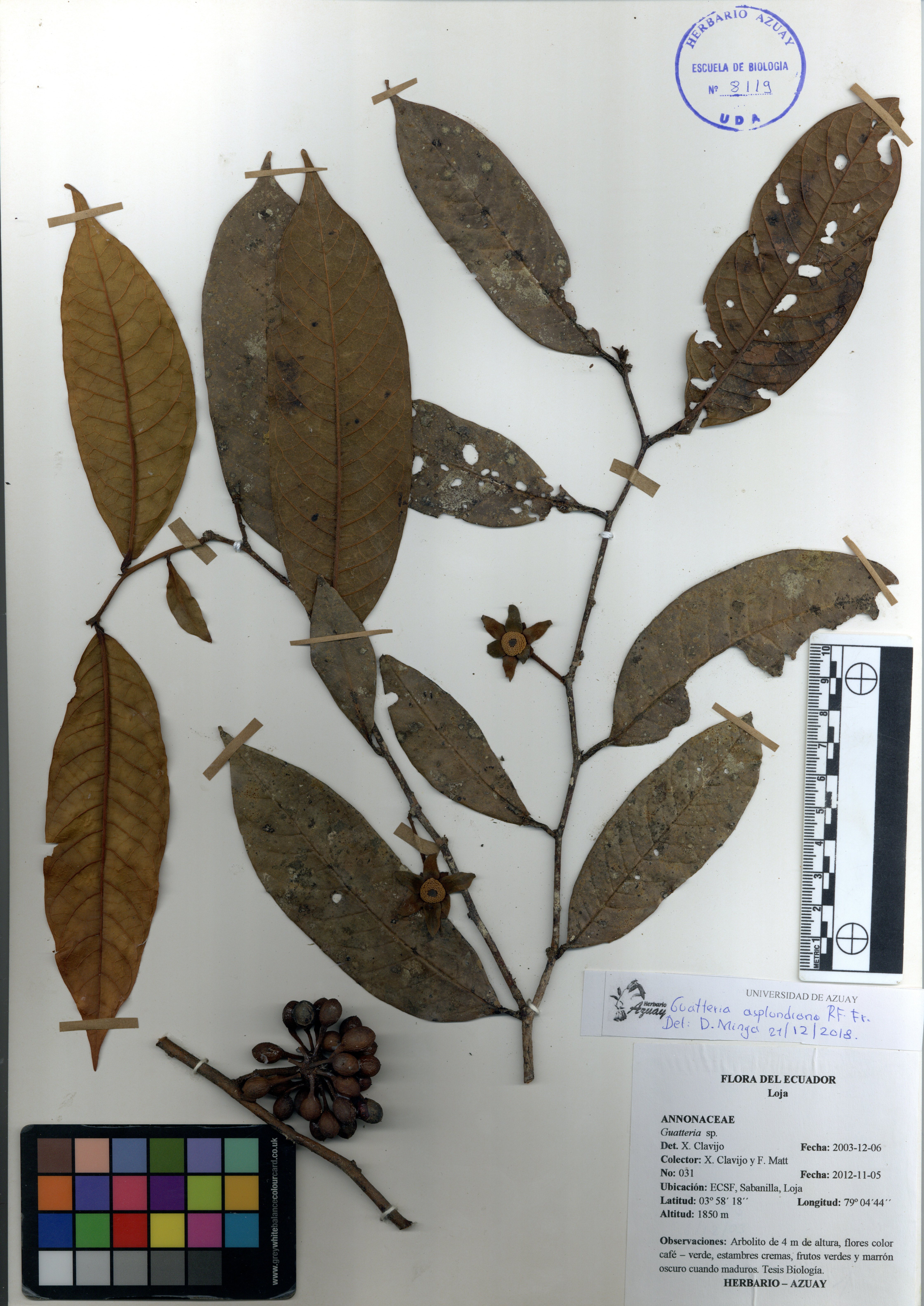 Guatteria asplundiana R.E. Fr.