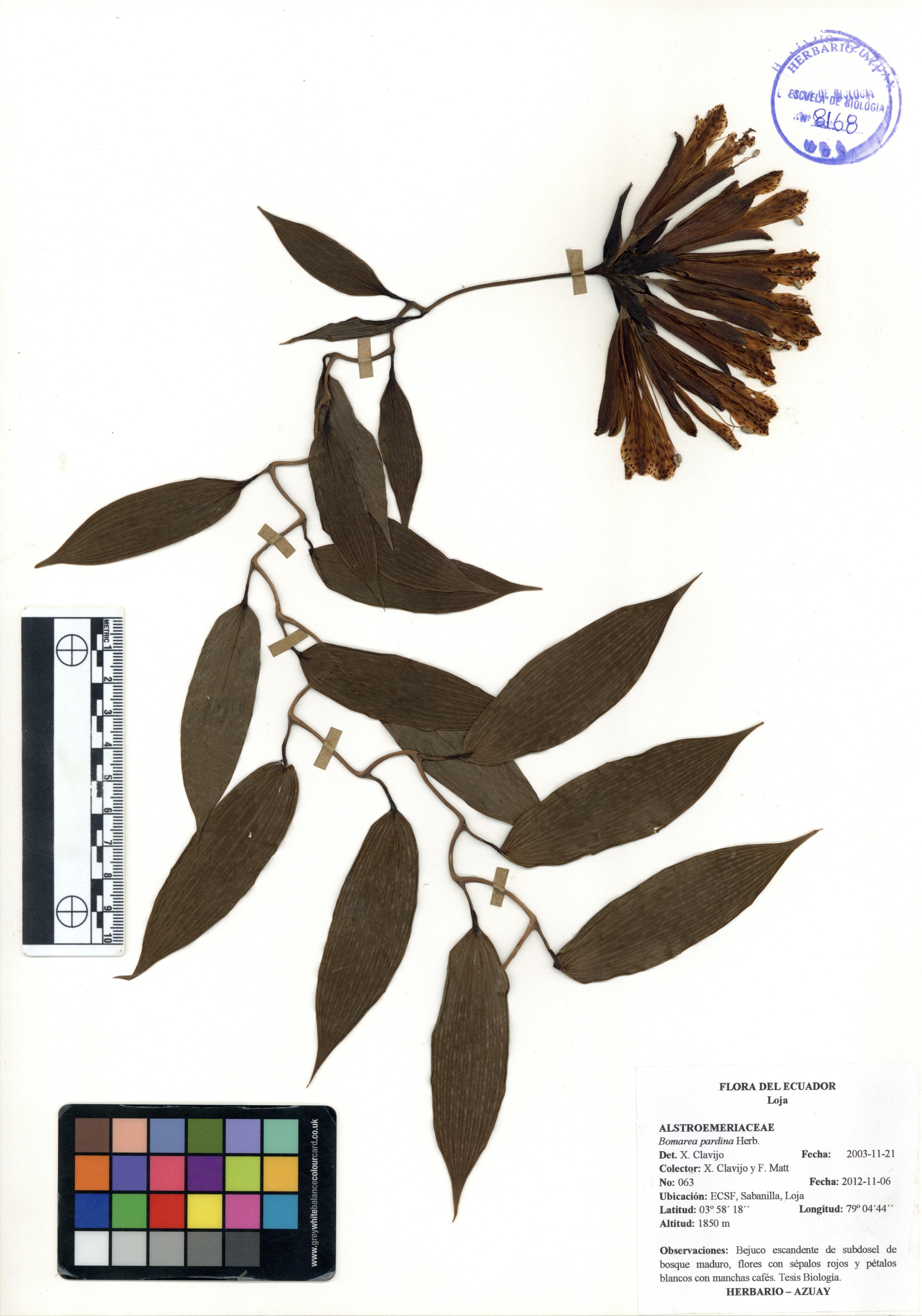 Bomarea pardina Herb