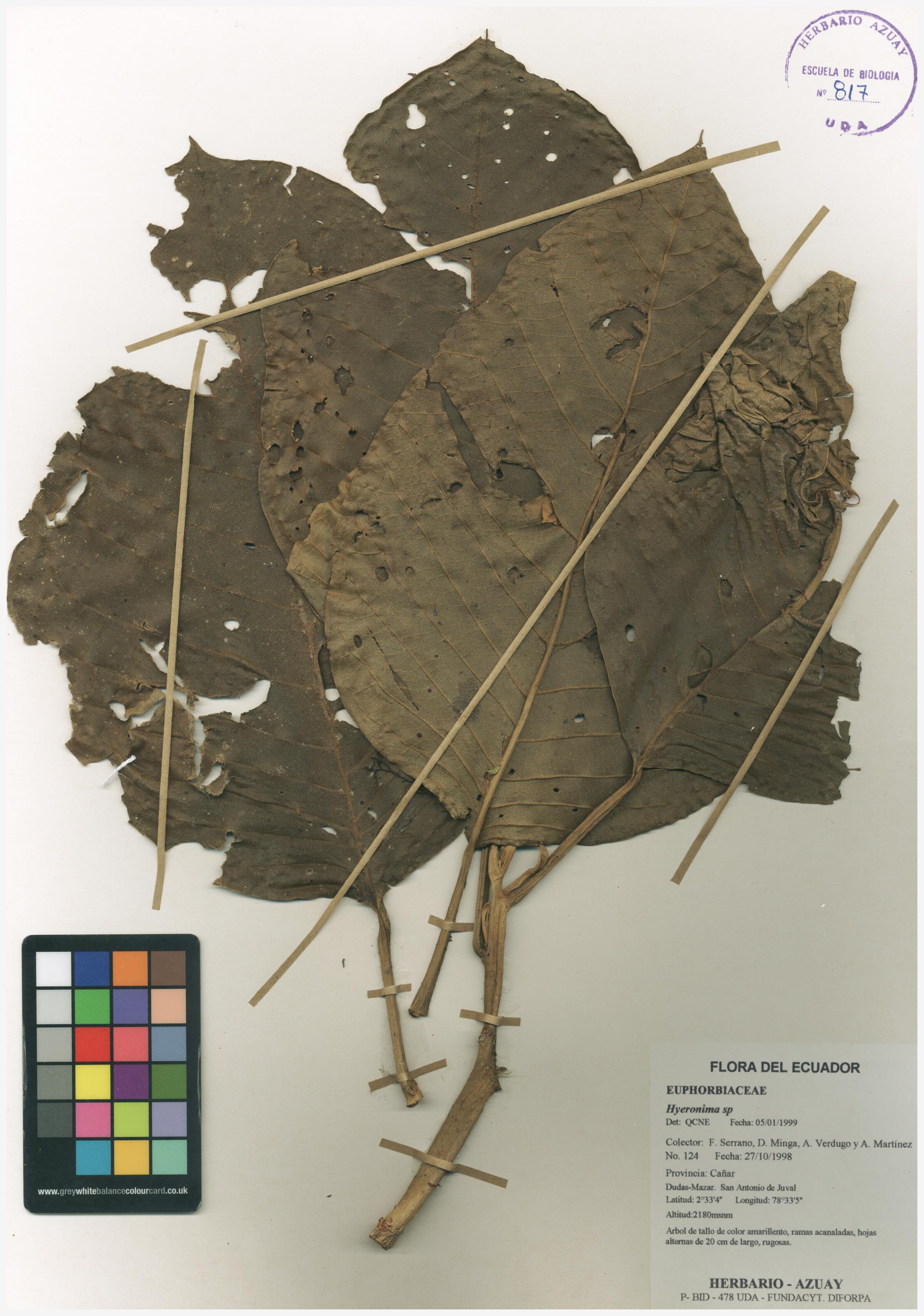 Hieronyma sp. SIN DETERMINAR