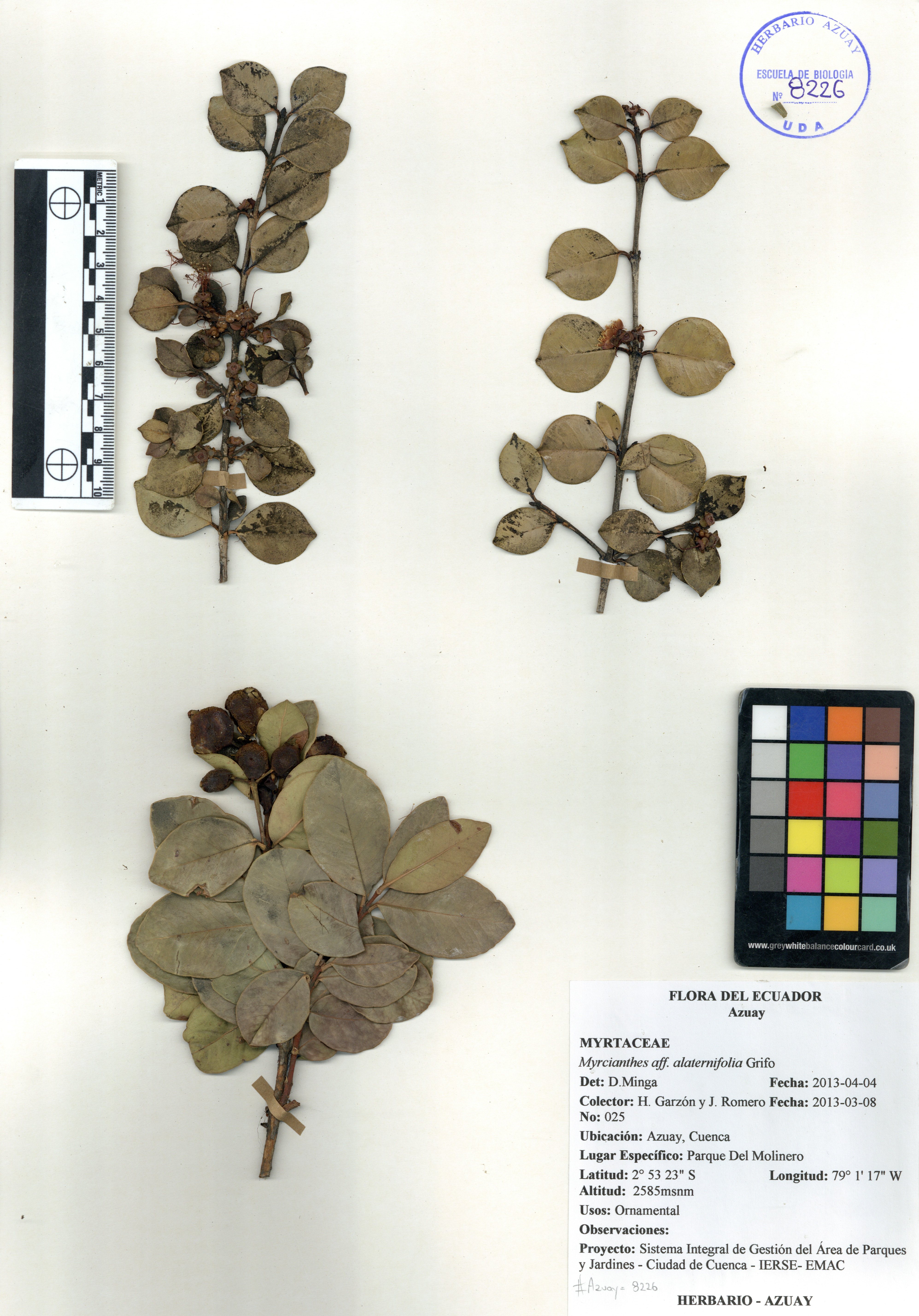 Myrcianthes alaternifolia (Benth) Grifo