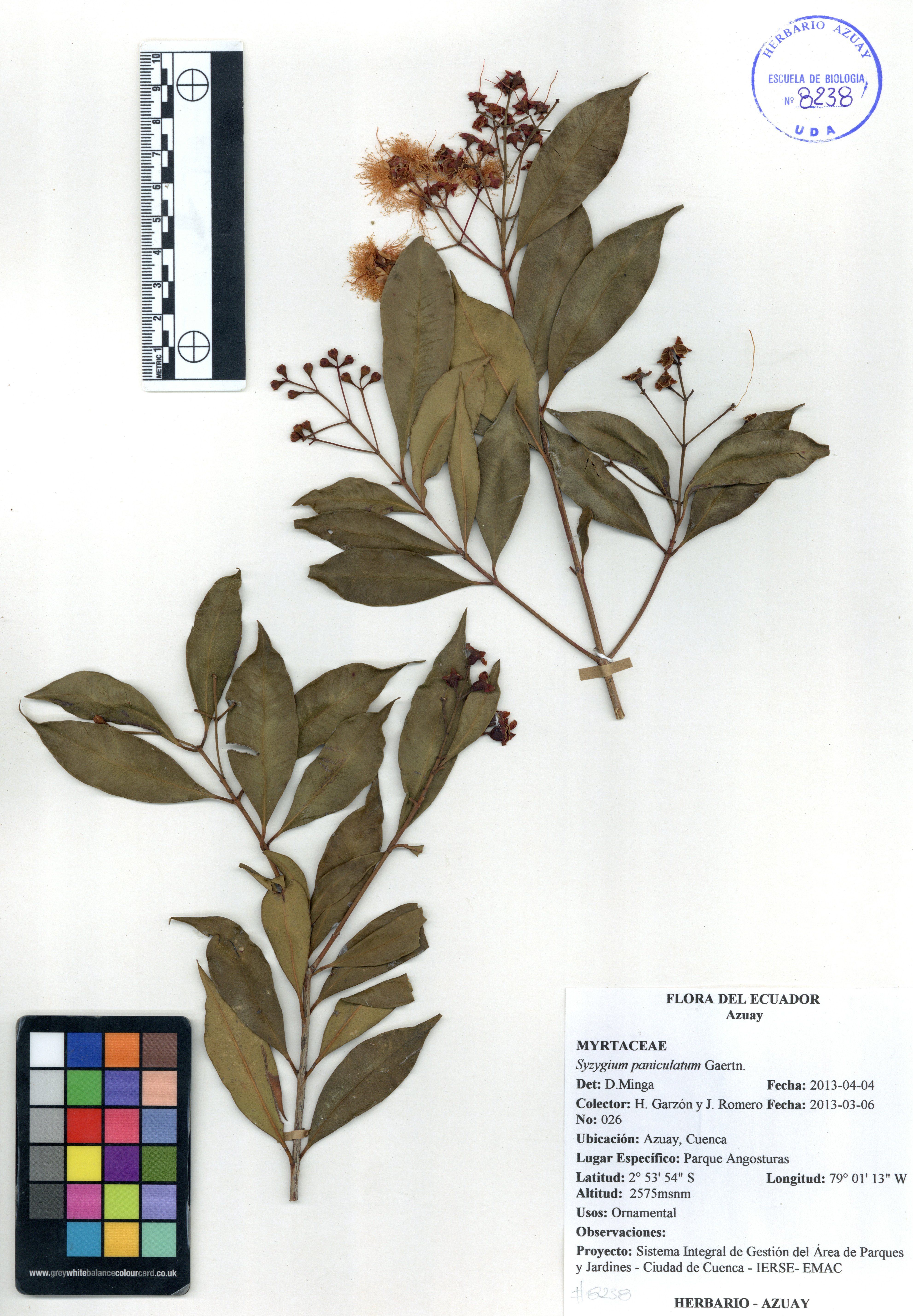 Syzygium paniculatum Gaertn.