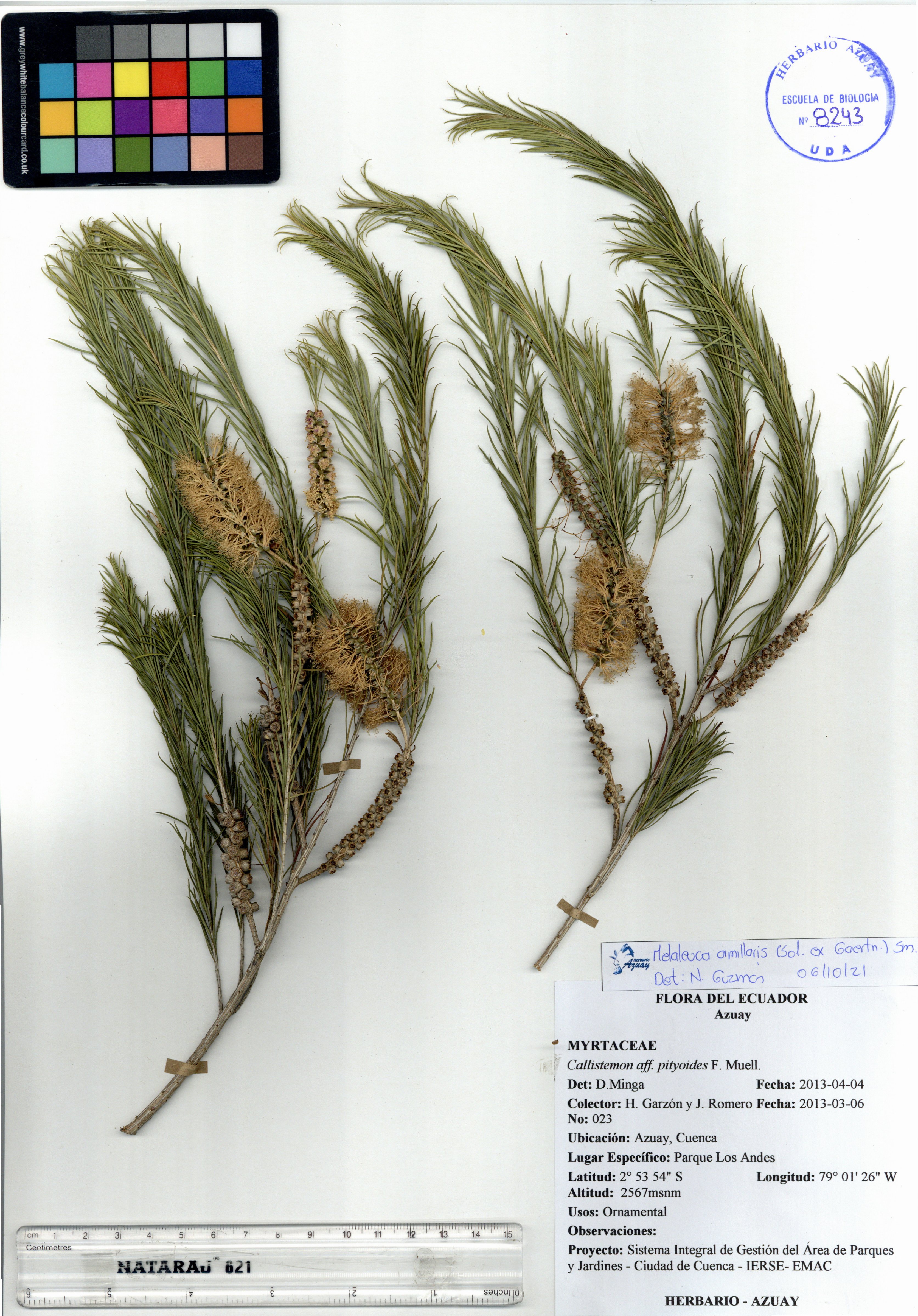 Melaleuca armillaris (Sol. ex Gaertn.) Sm.