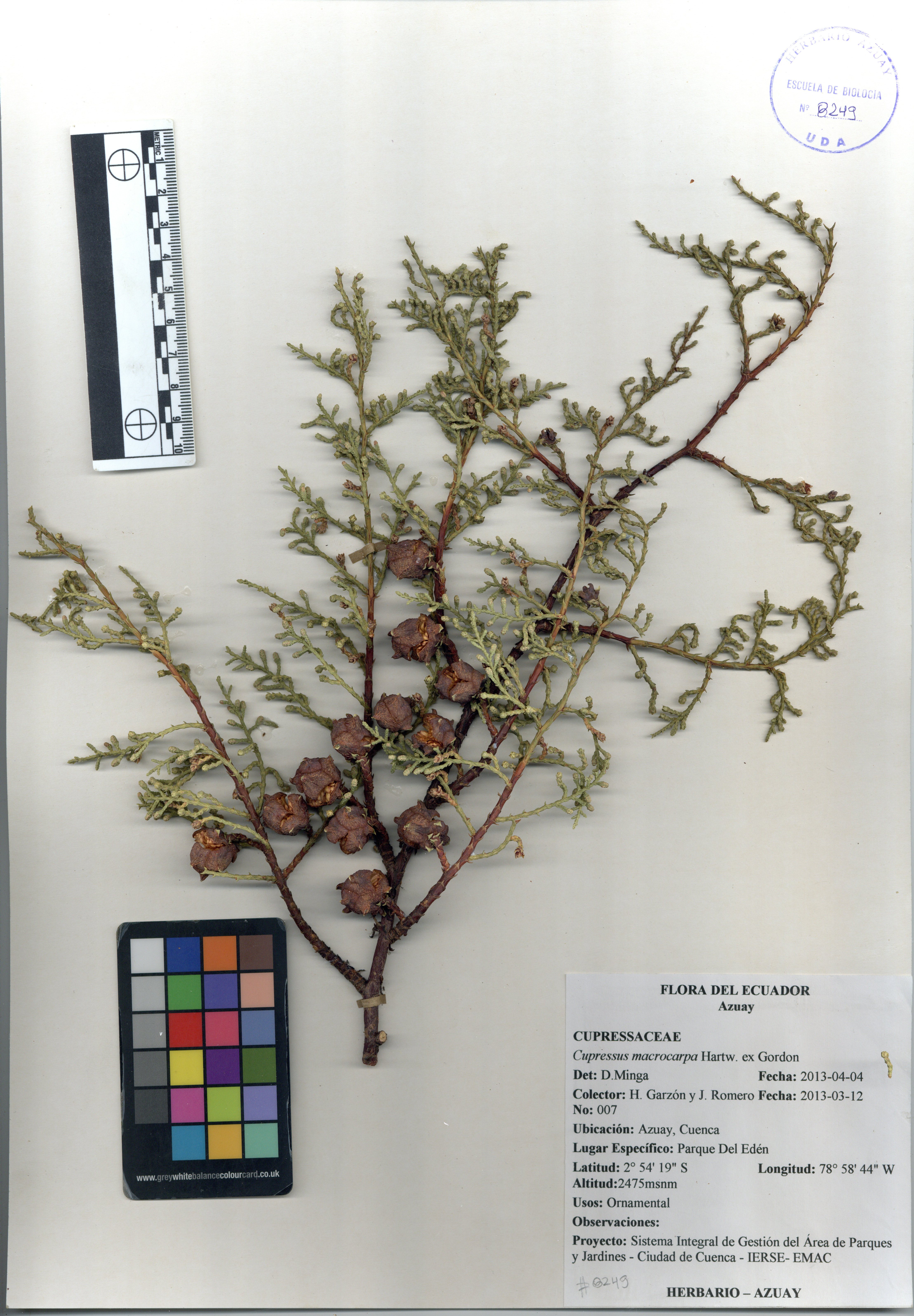 Cupressus macrocarpa Hartw.