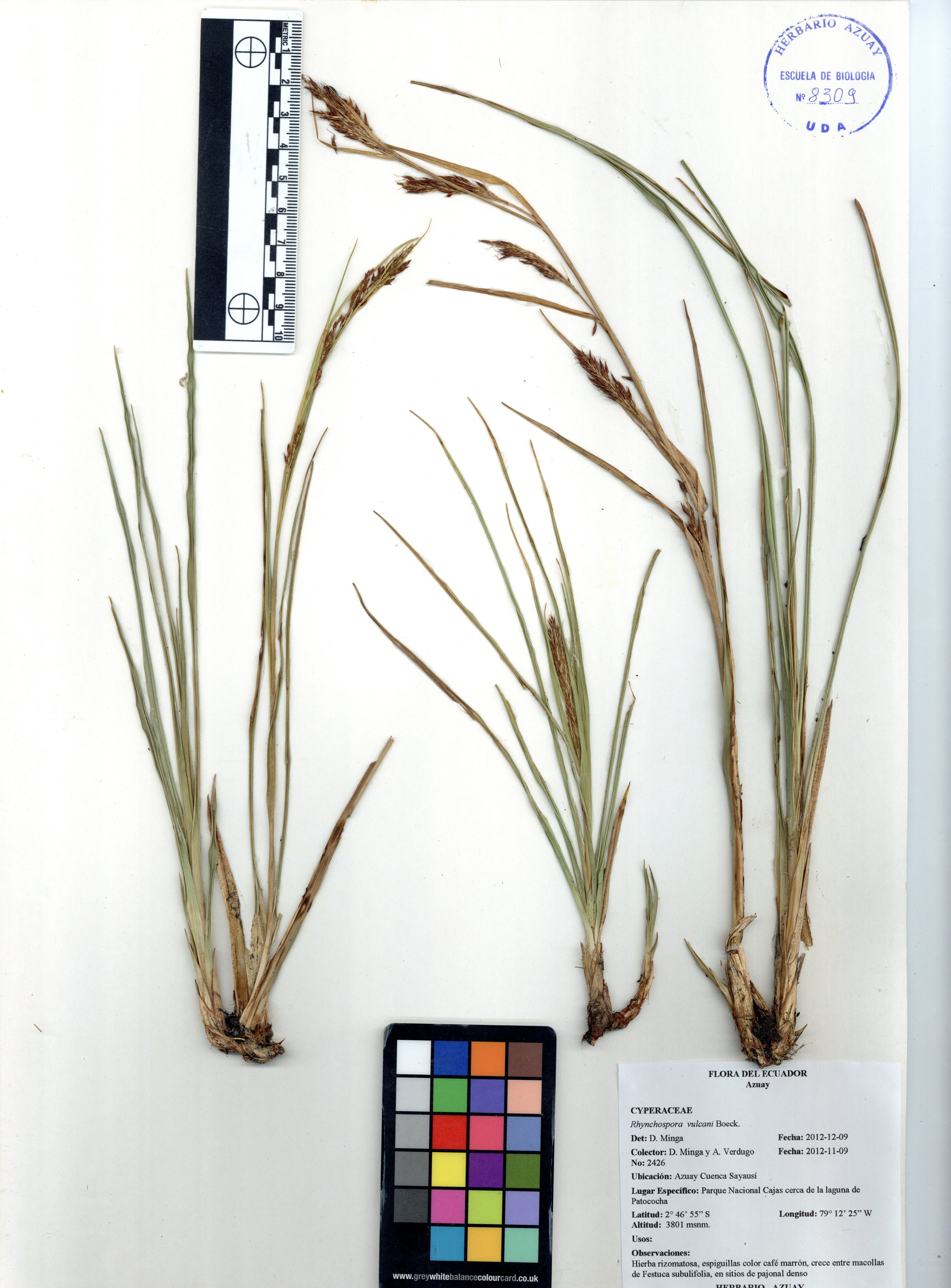 Rhynchospora vulcani Boeckeler