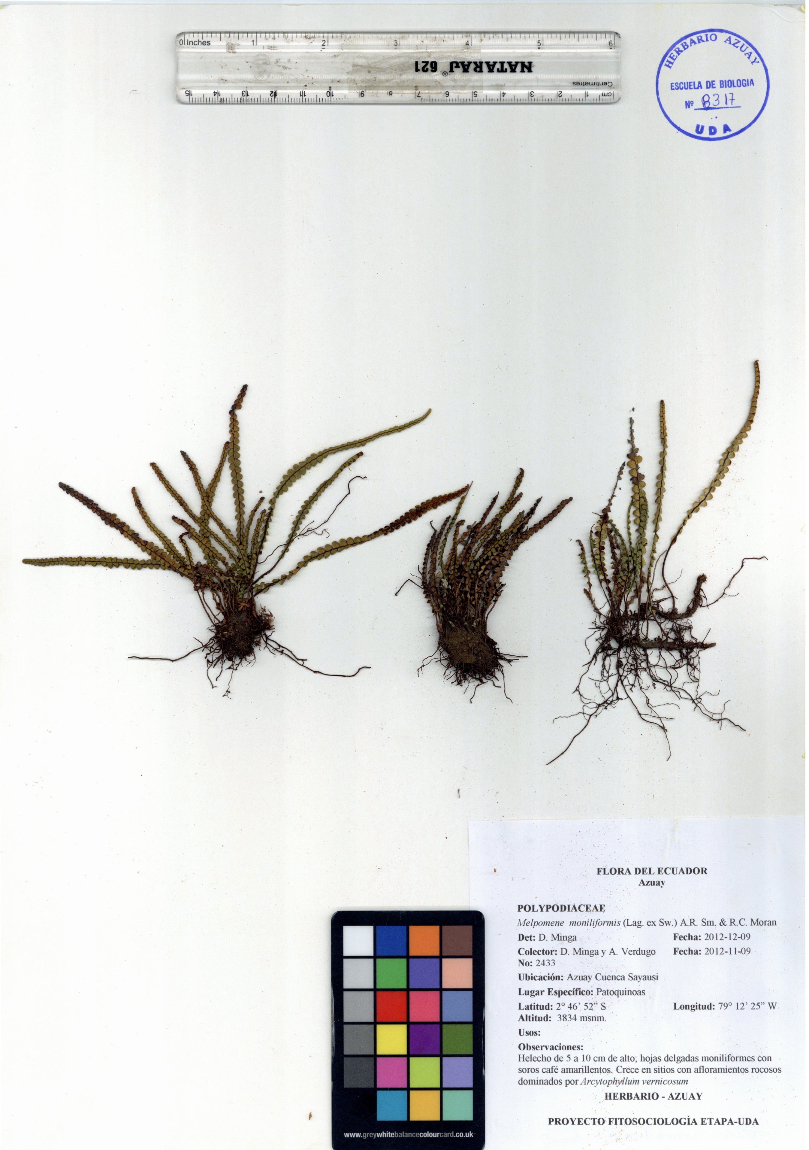 Melpomene moniliformis (Lag. ex Sw.) A.R. Sm. & R.C. Moran