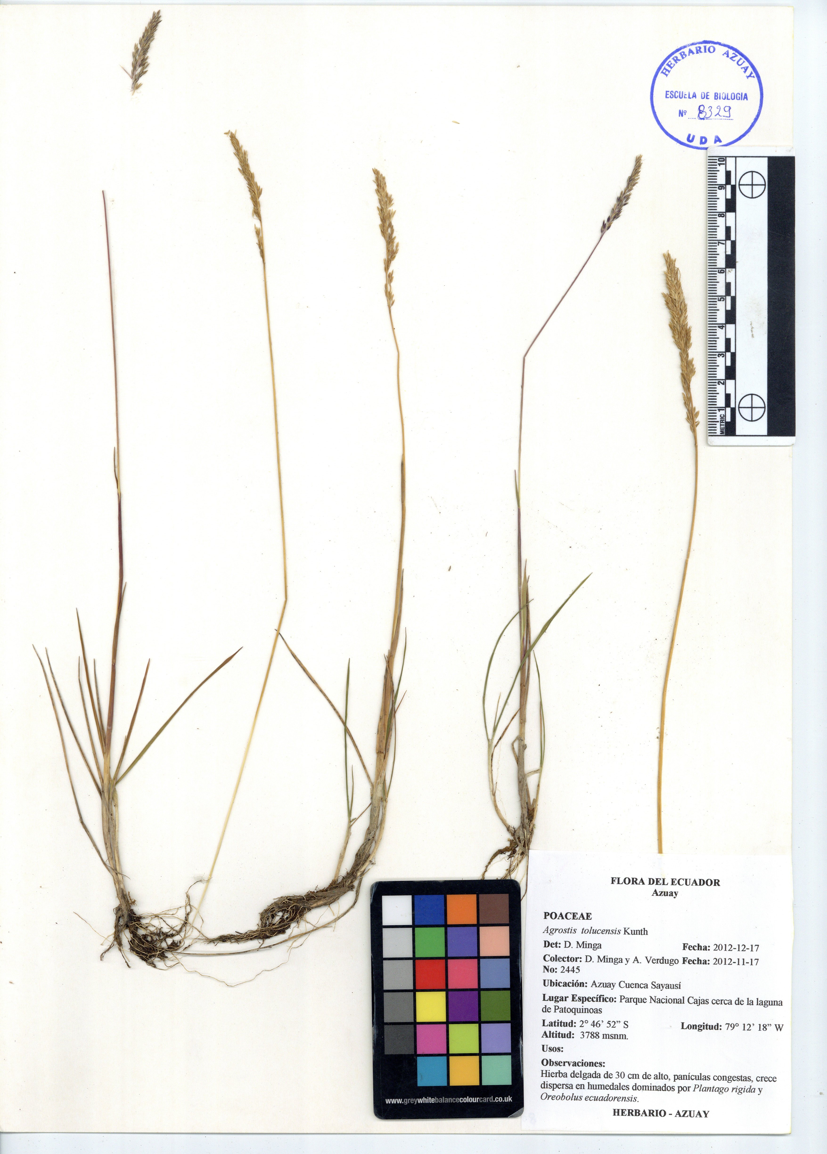 Agrostis tolucensis Kunth