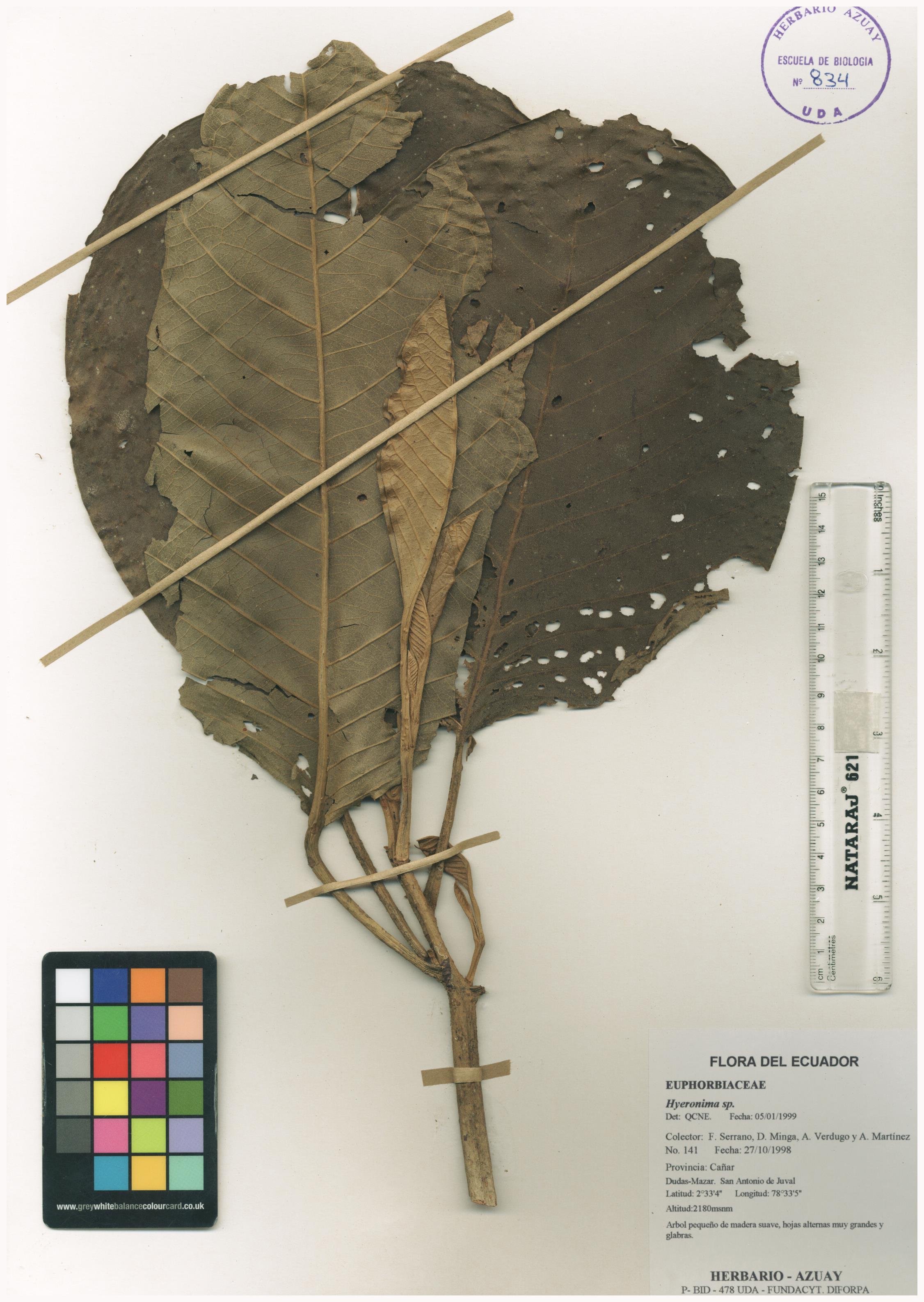 Hieronyma sp. SIN DETERMINAR