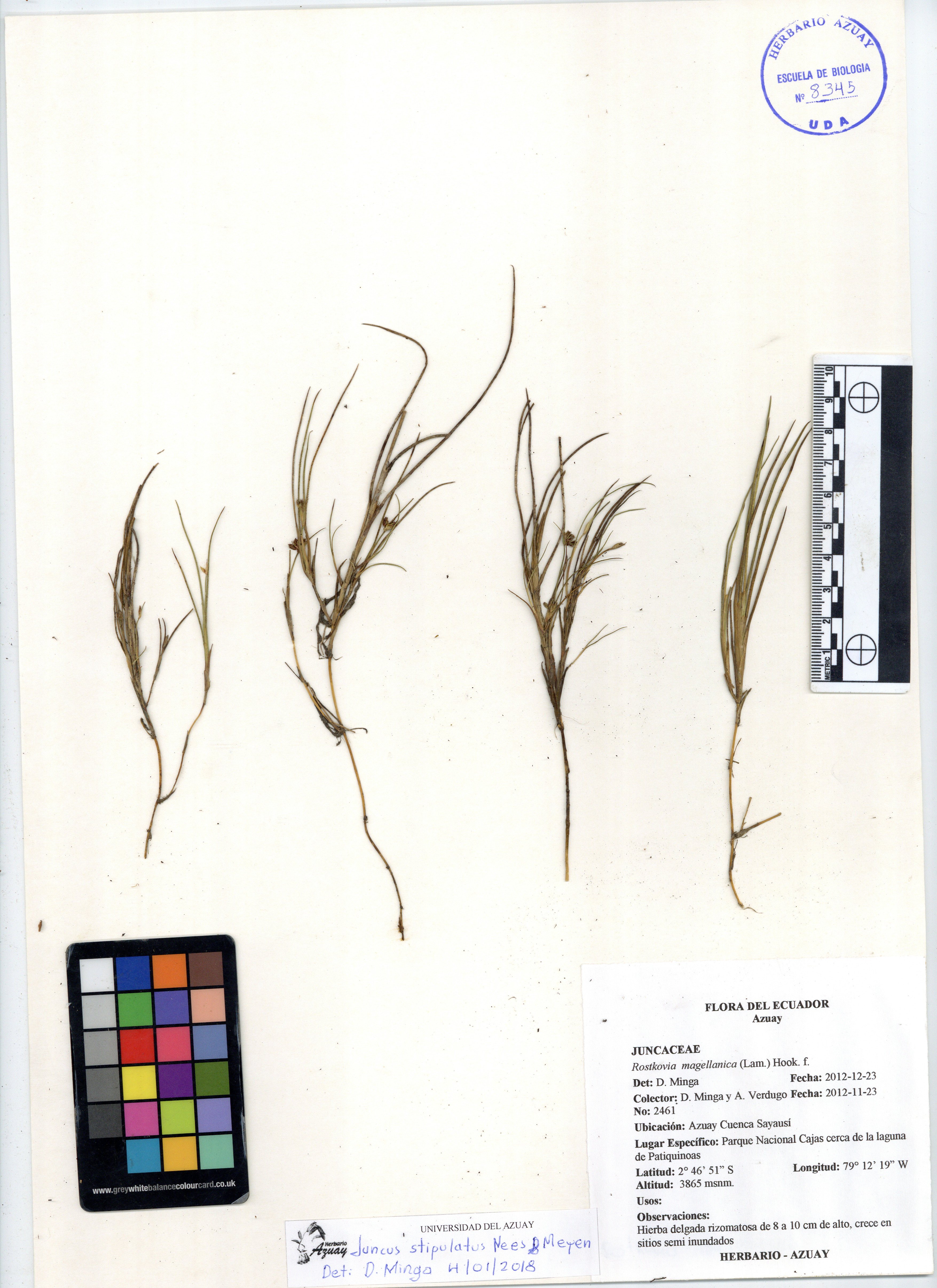 Juncus stipulatus Nees & Meyen