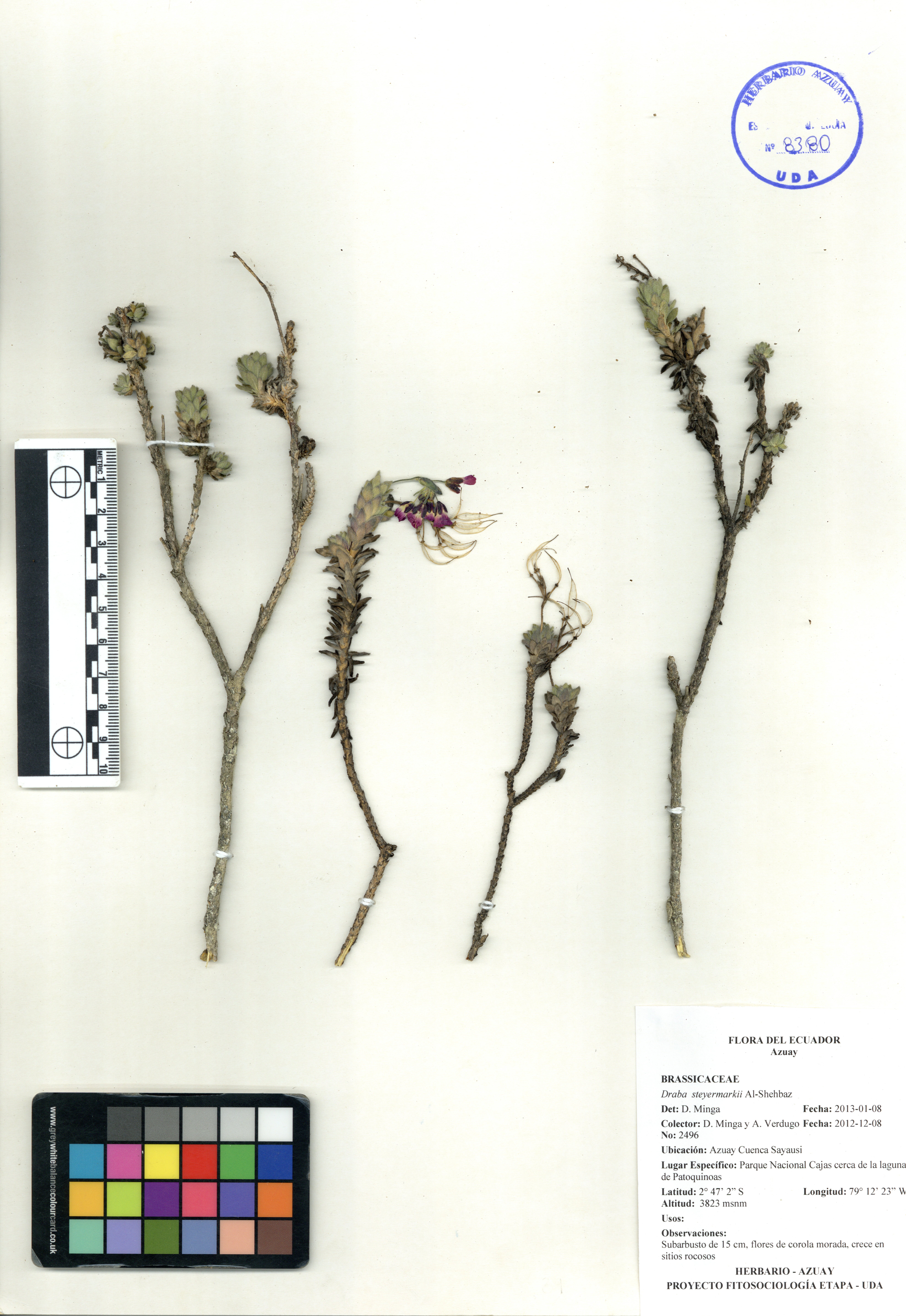 Draba steyermarkii Al-Shehbaz