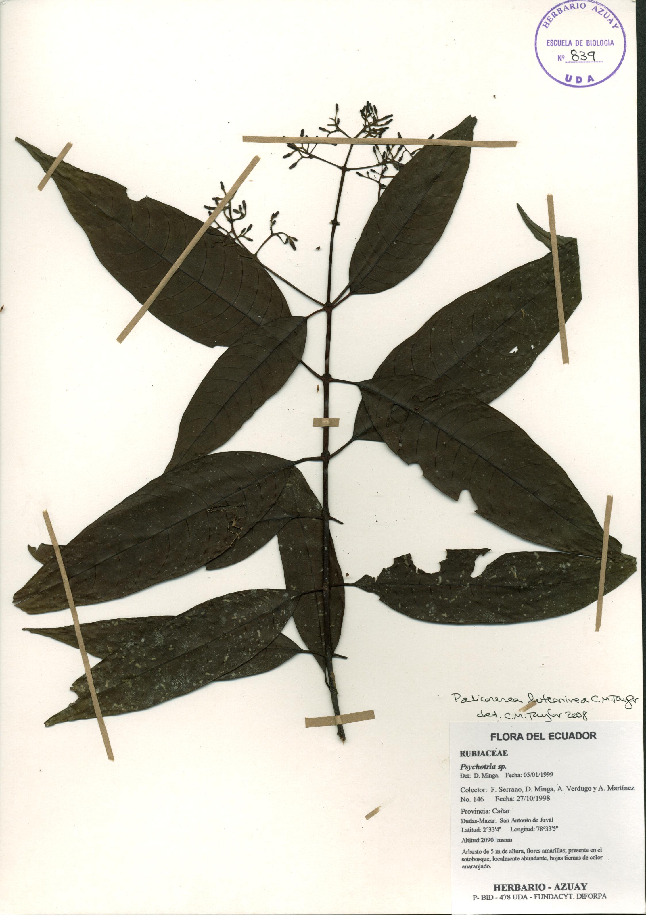 Palicourea luteonivea C.M. Taylor