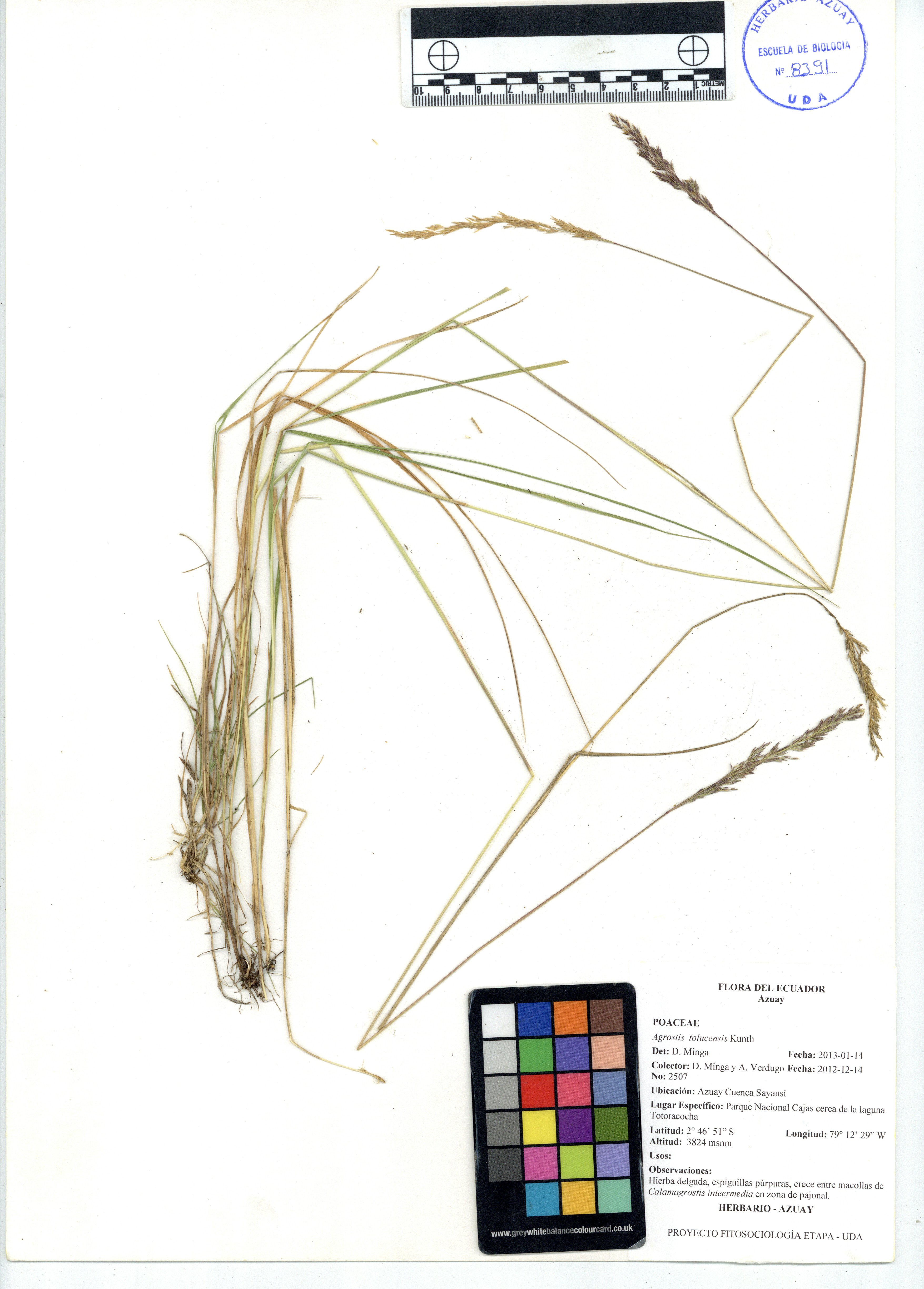 Agrostis tolucensis Kunth