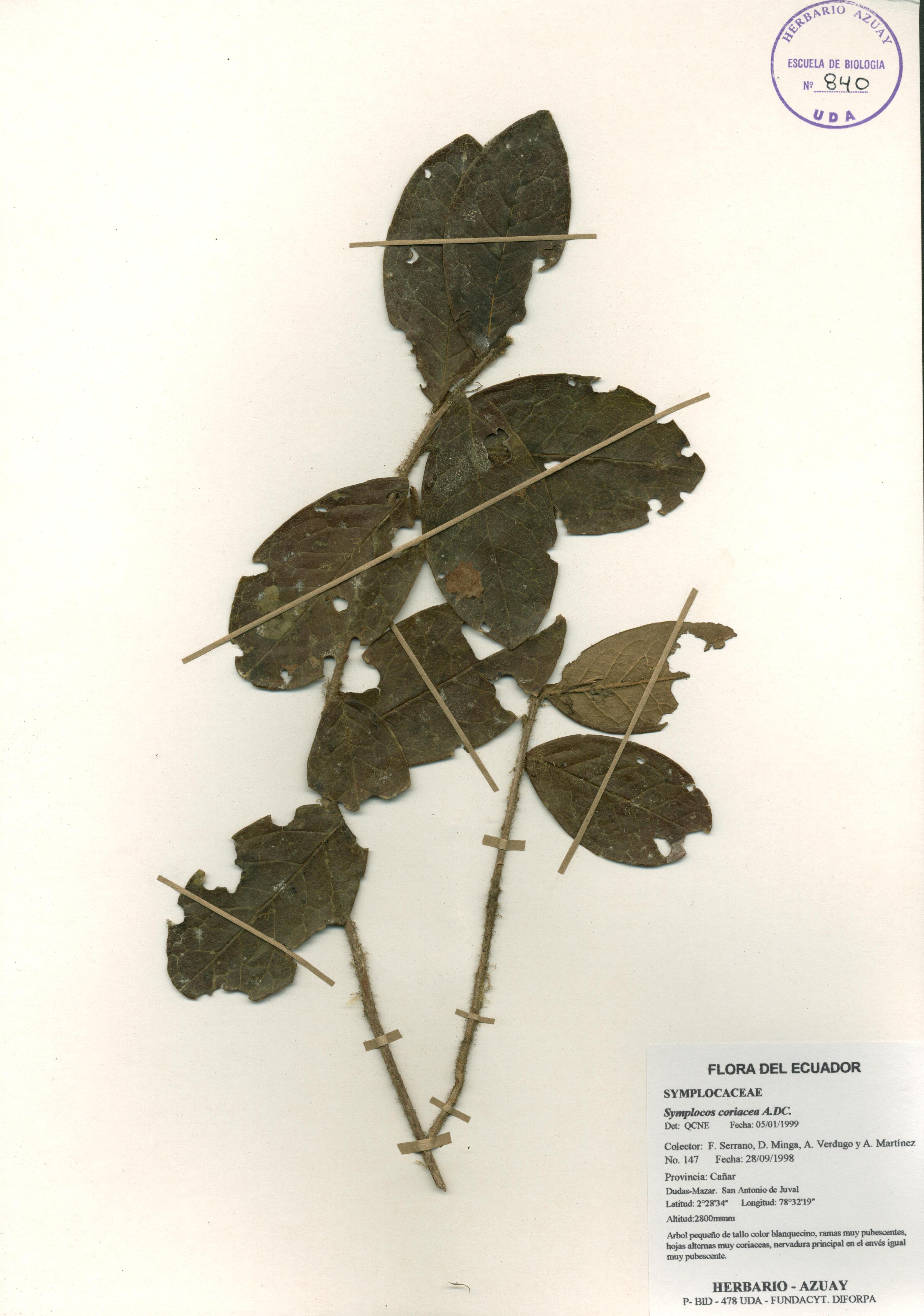 Symplocos coriacea A. DC.