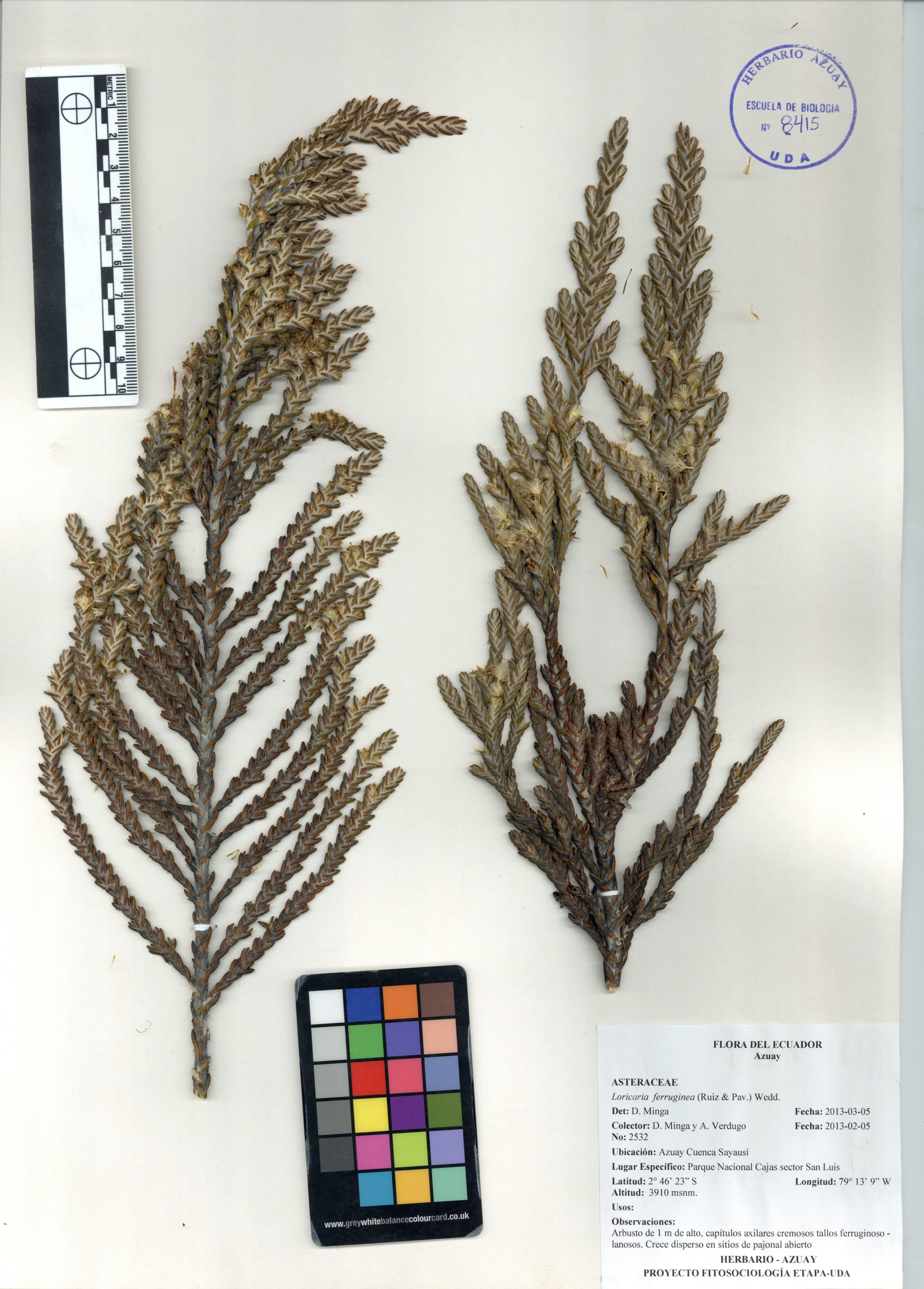 Loricaria ferruginea (Ruiz & Pav.) Wedd.