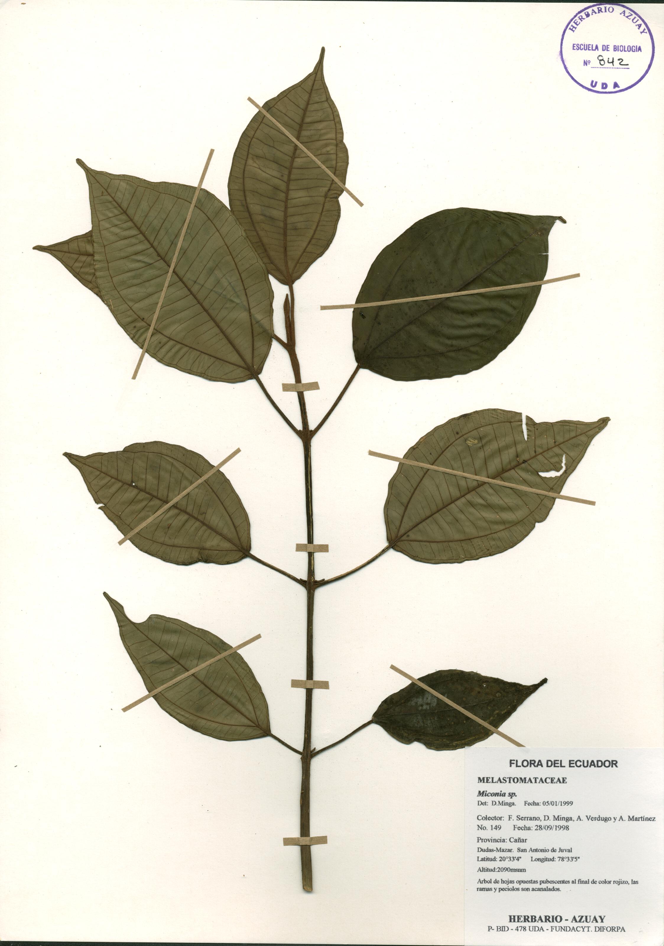 Miconia sp. SIN DETERMINAR