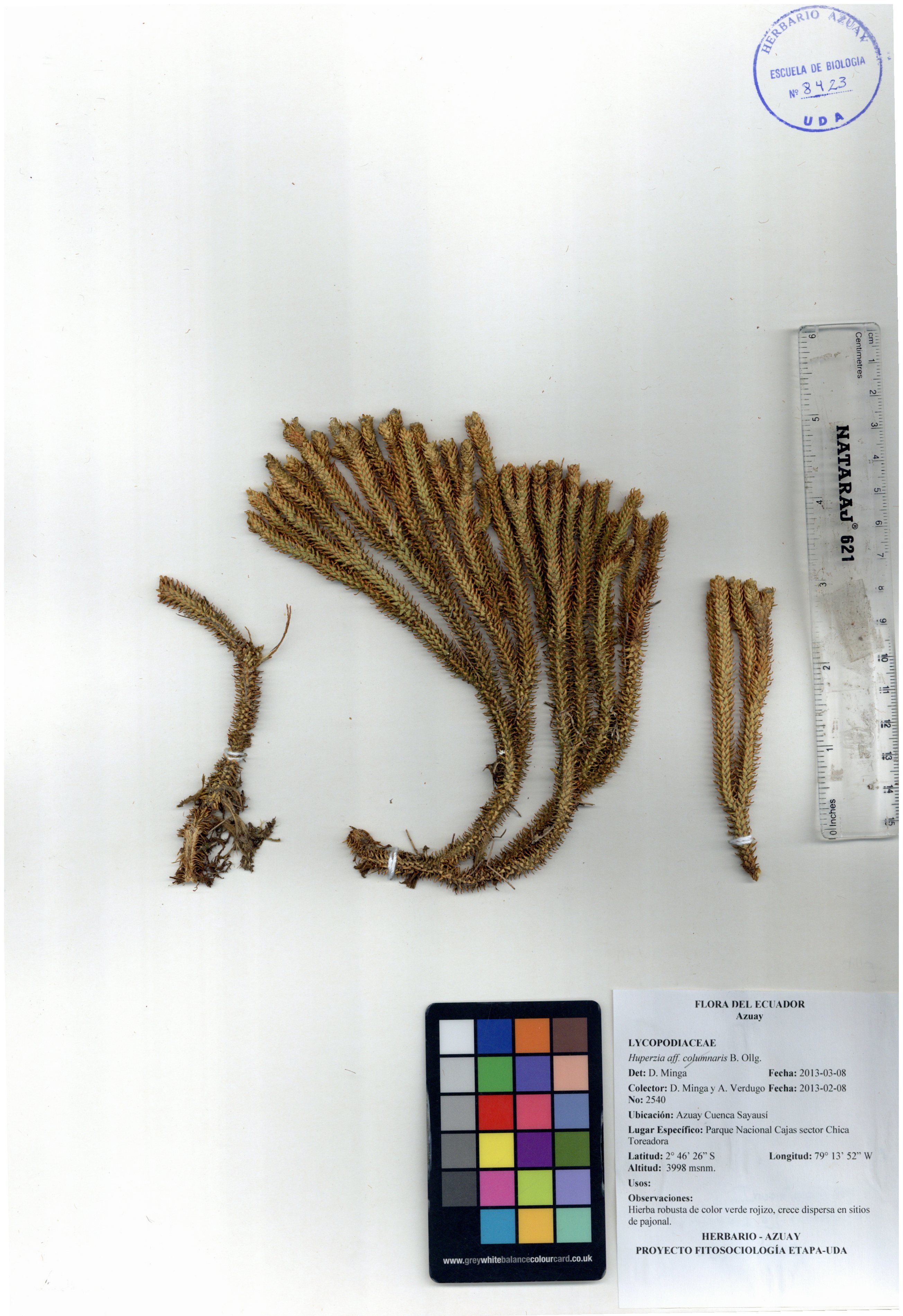 Huperzia columnaris B. Ollg.