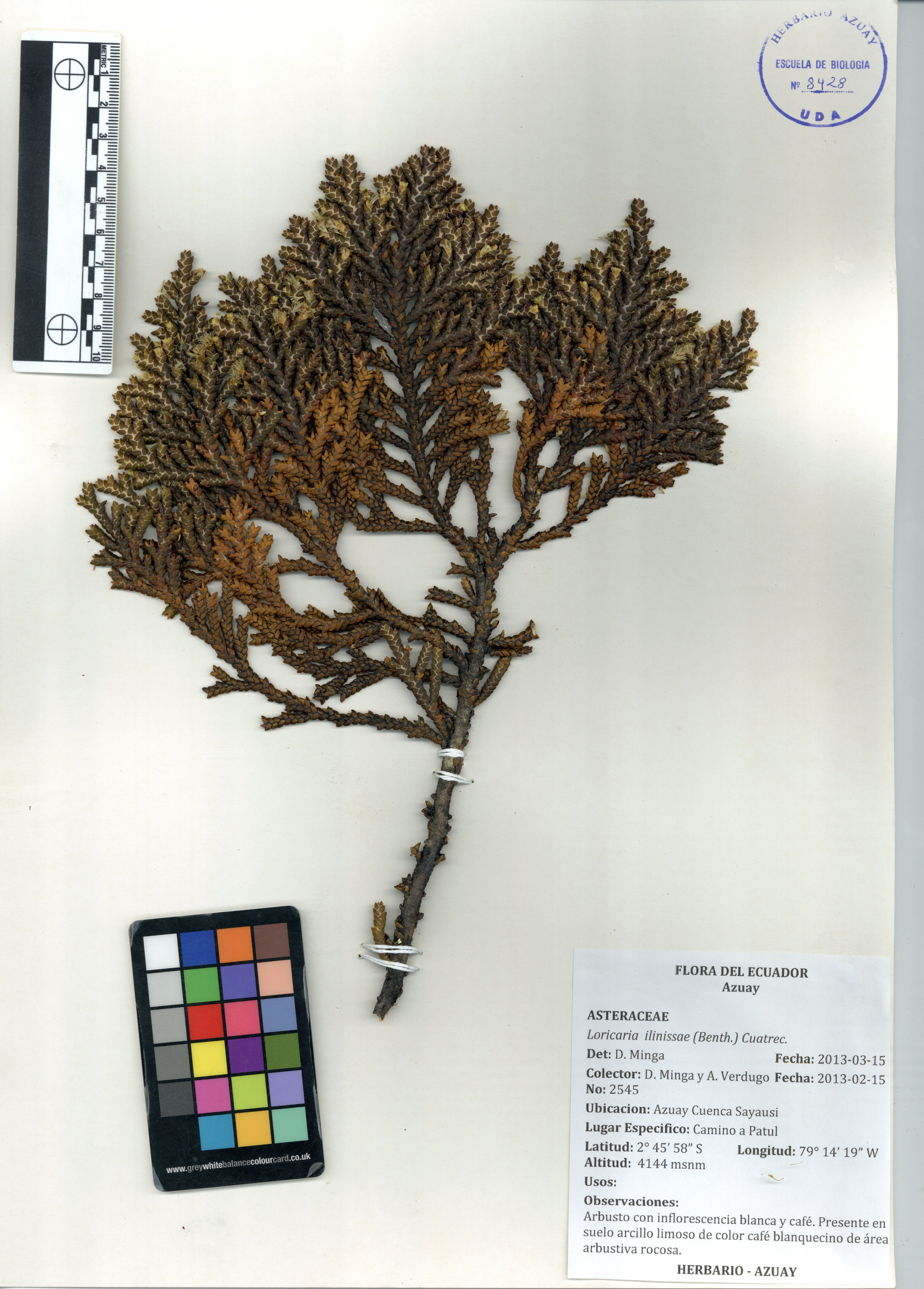 Loricaria ilinissae (Benth.) Cuatrec.