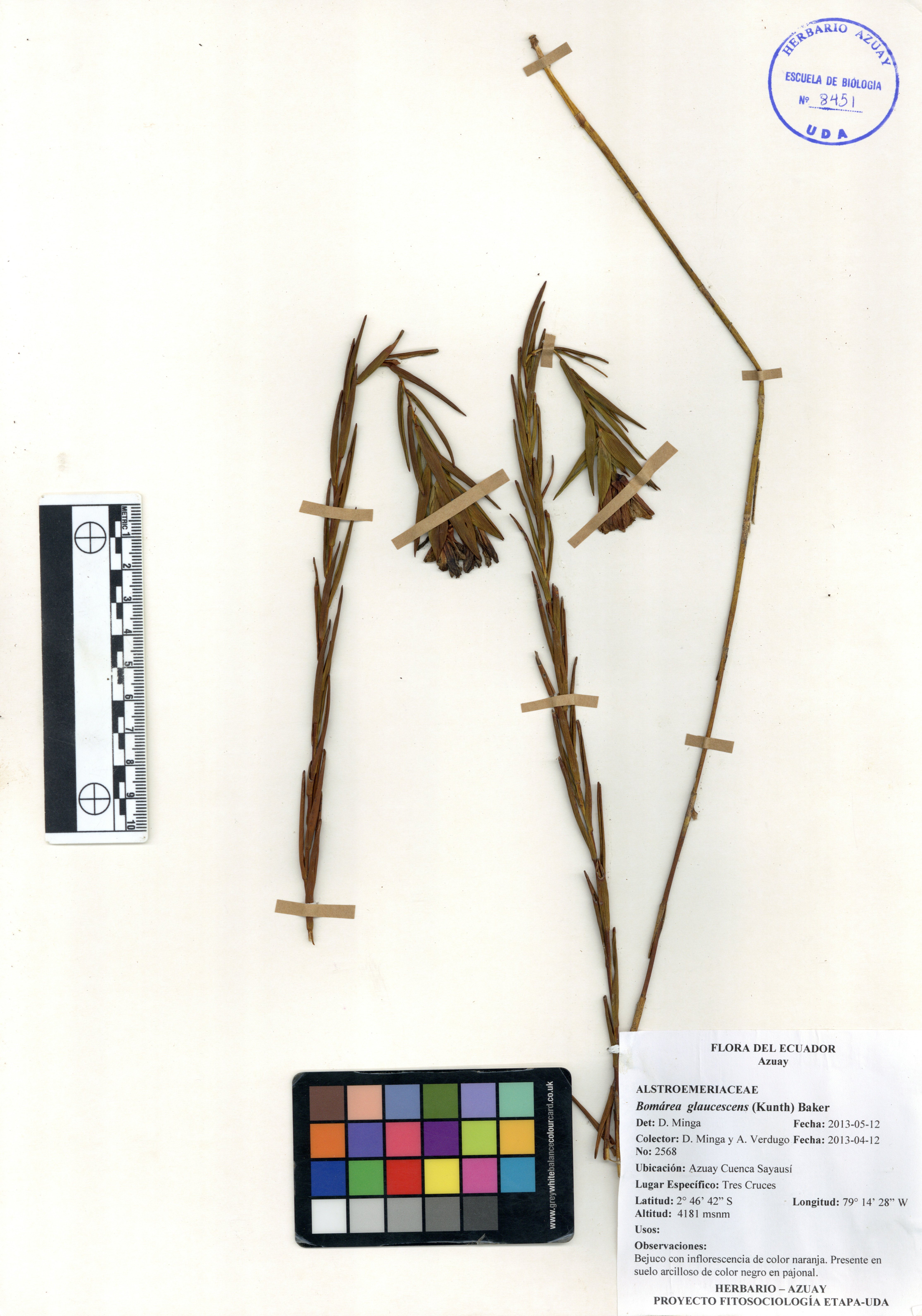 Bomarea glaucescens (Kunth) Baker