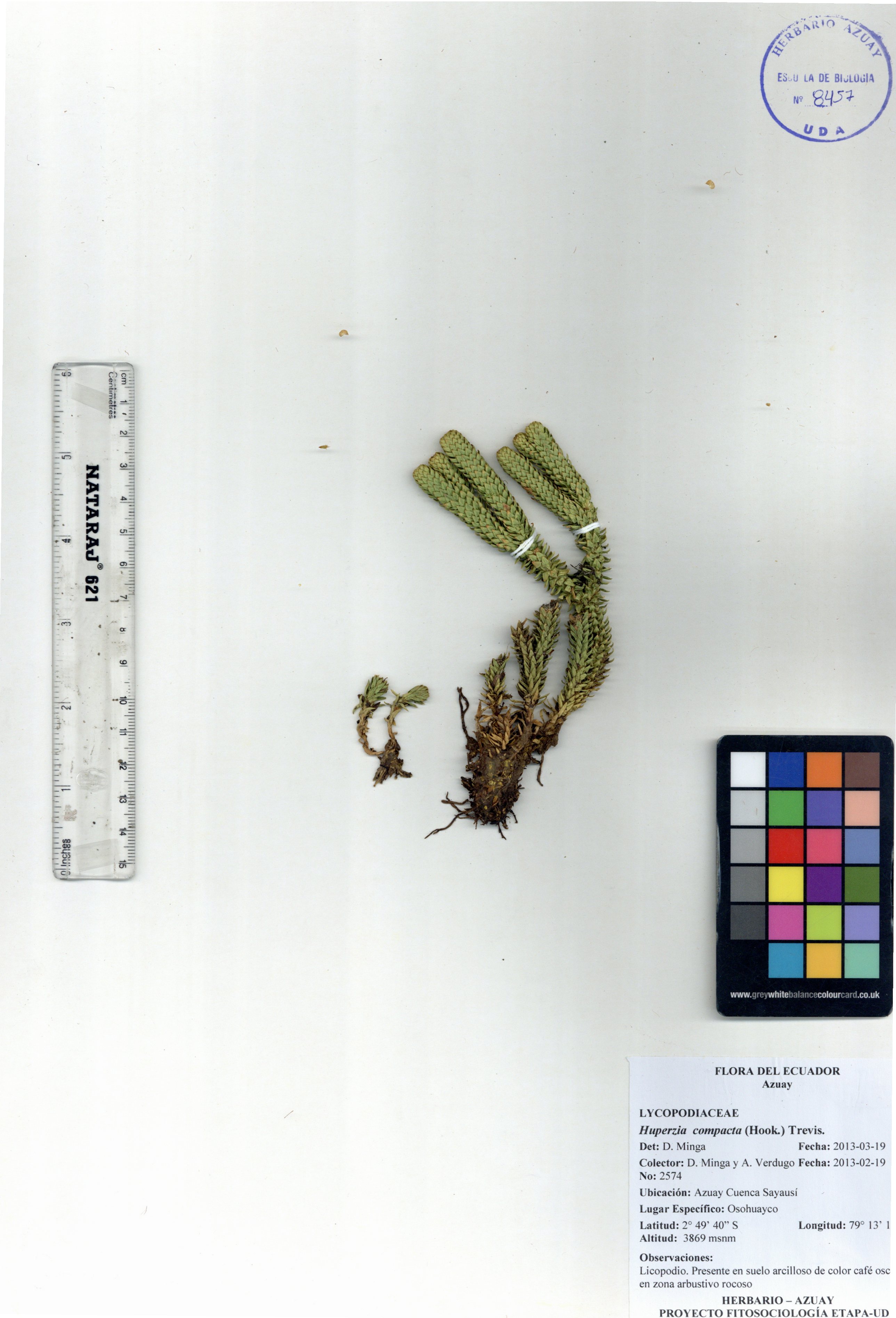 Huperzia compacta (Hook.) Trevis.