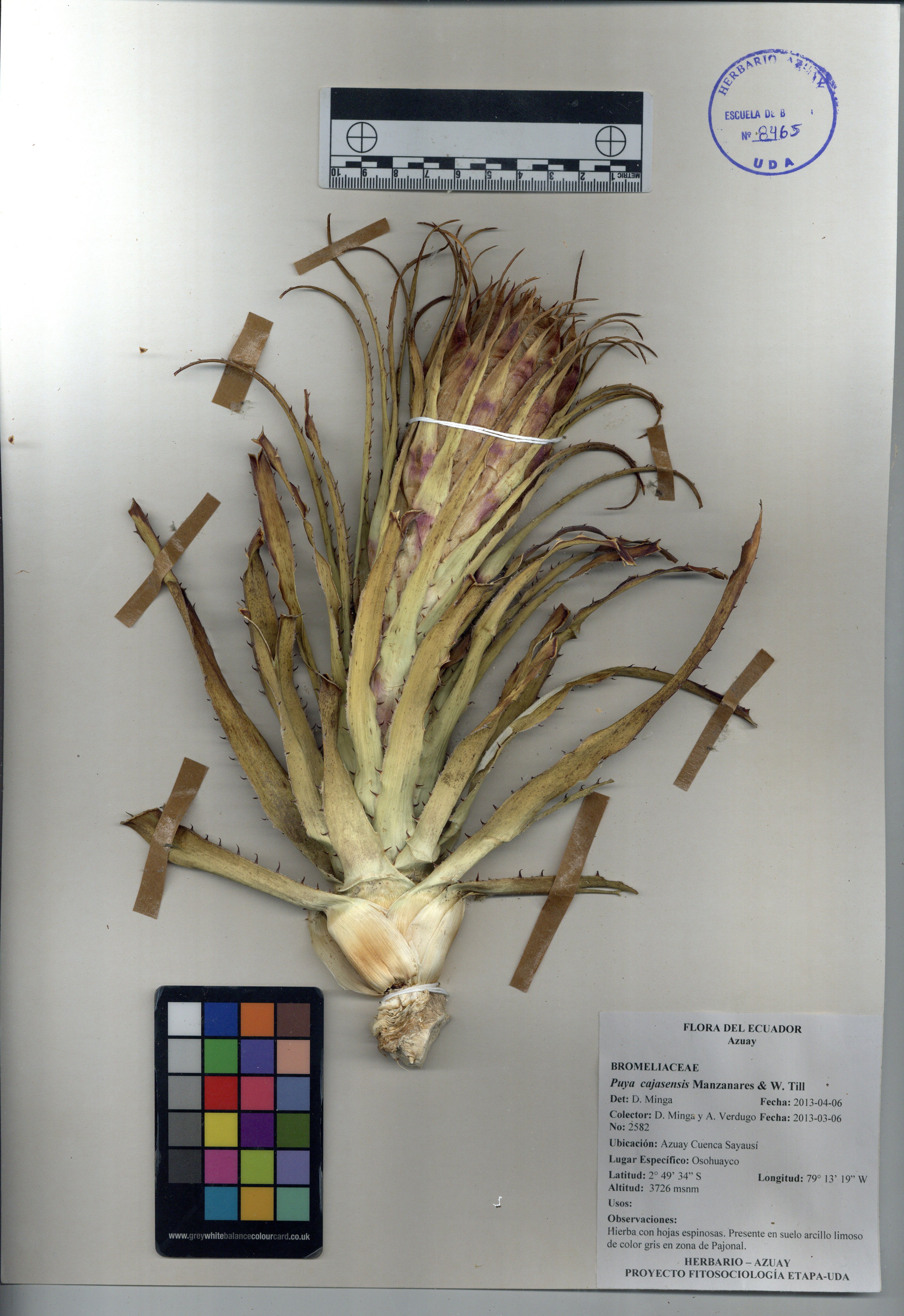 Puya cajasensis Manzanares & W. Till