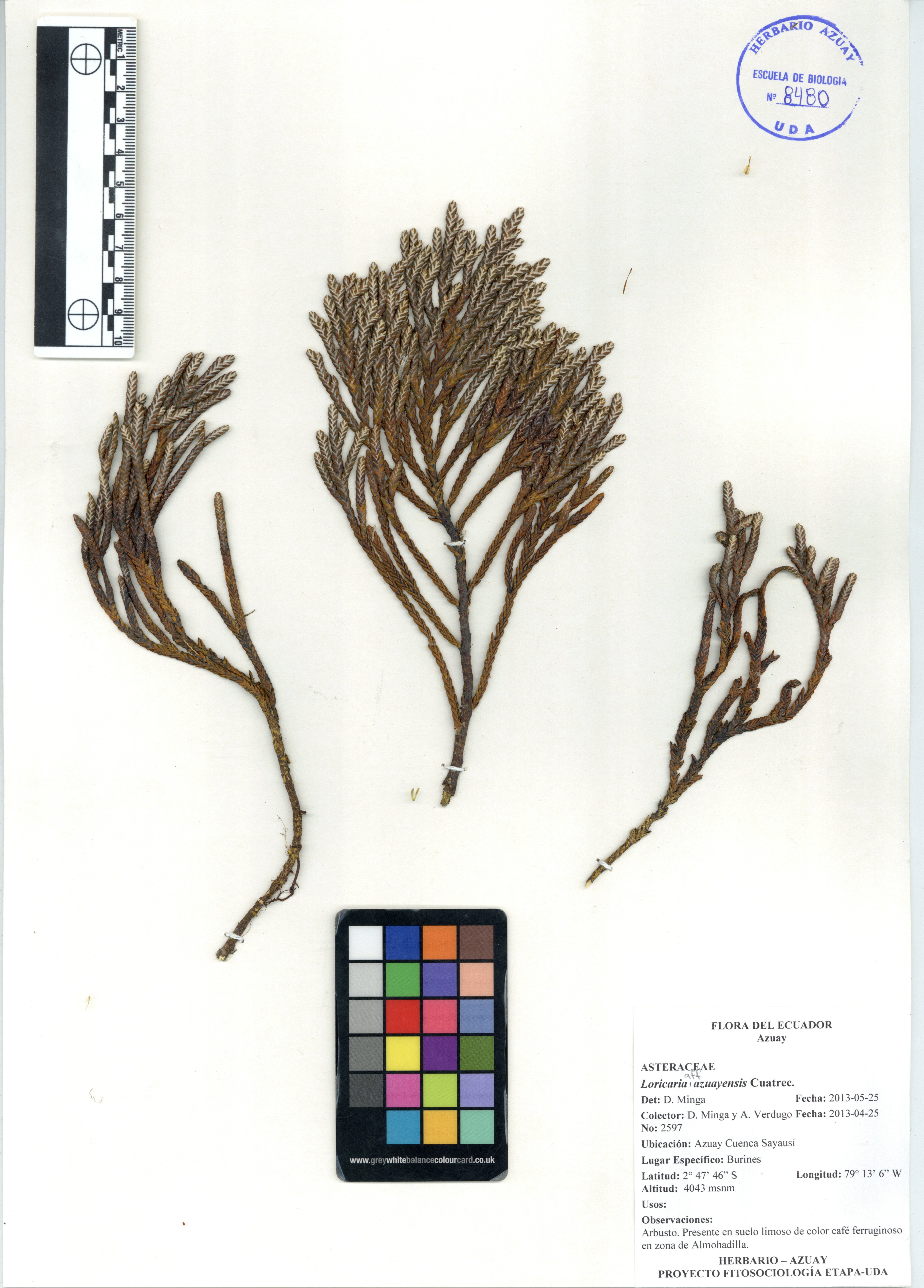 Loricaria azuayensis Cuatrec.