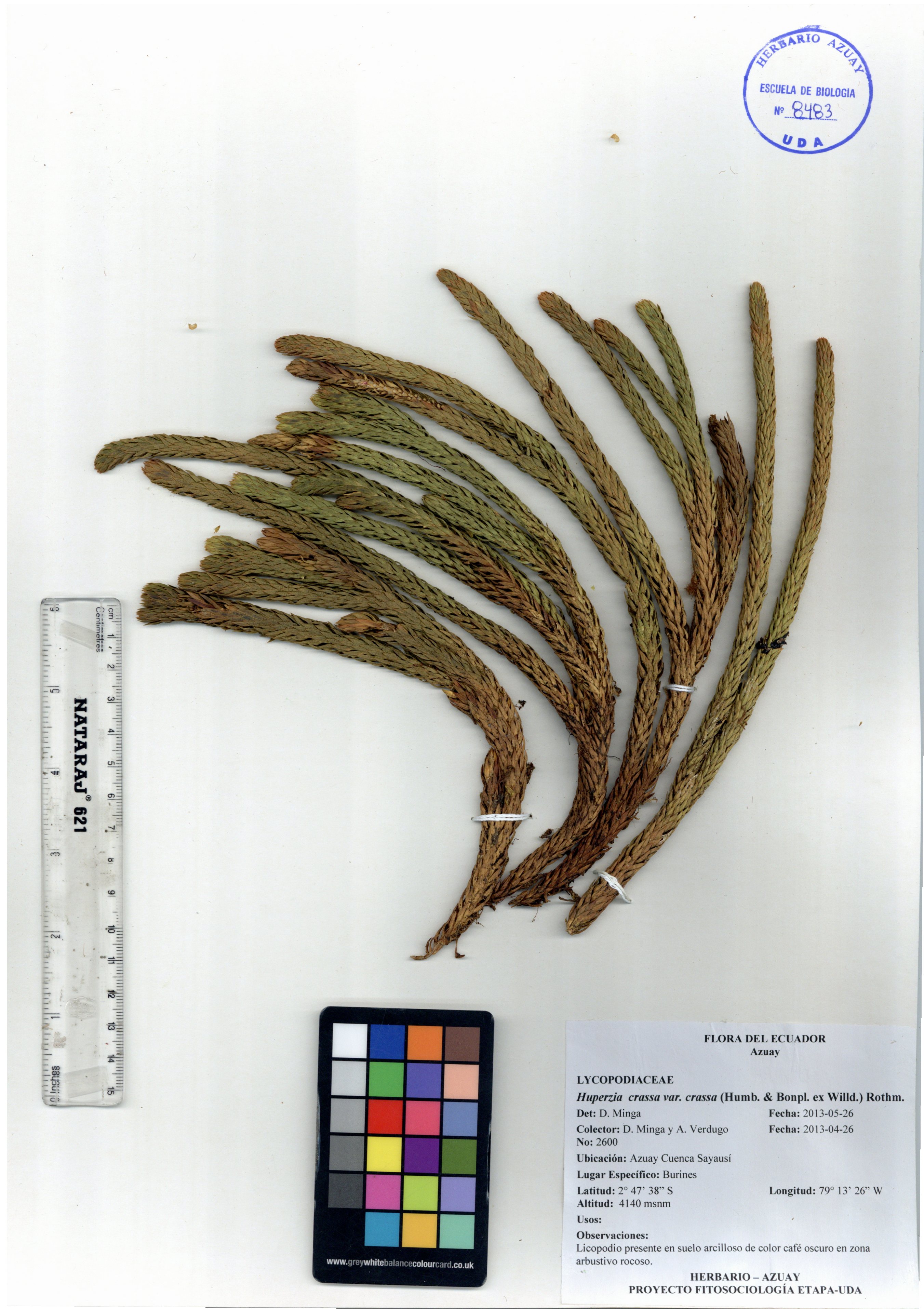 Huperzia crassa var. crassa (Humb. & Bonpl. ex Willd.) Rothm.