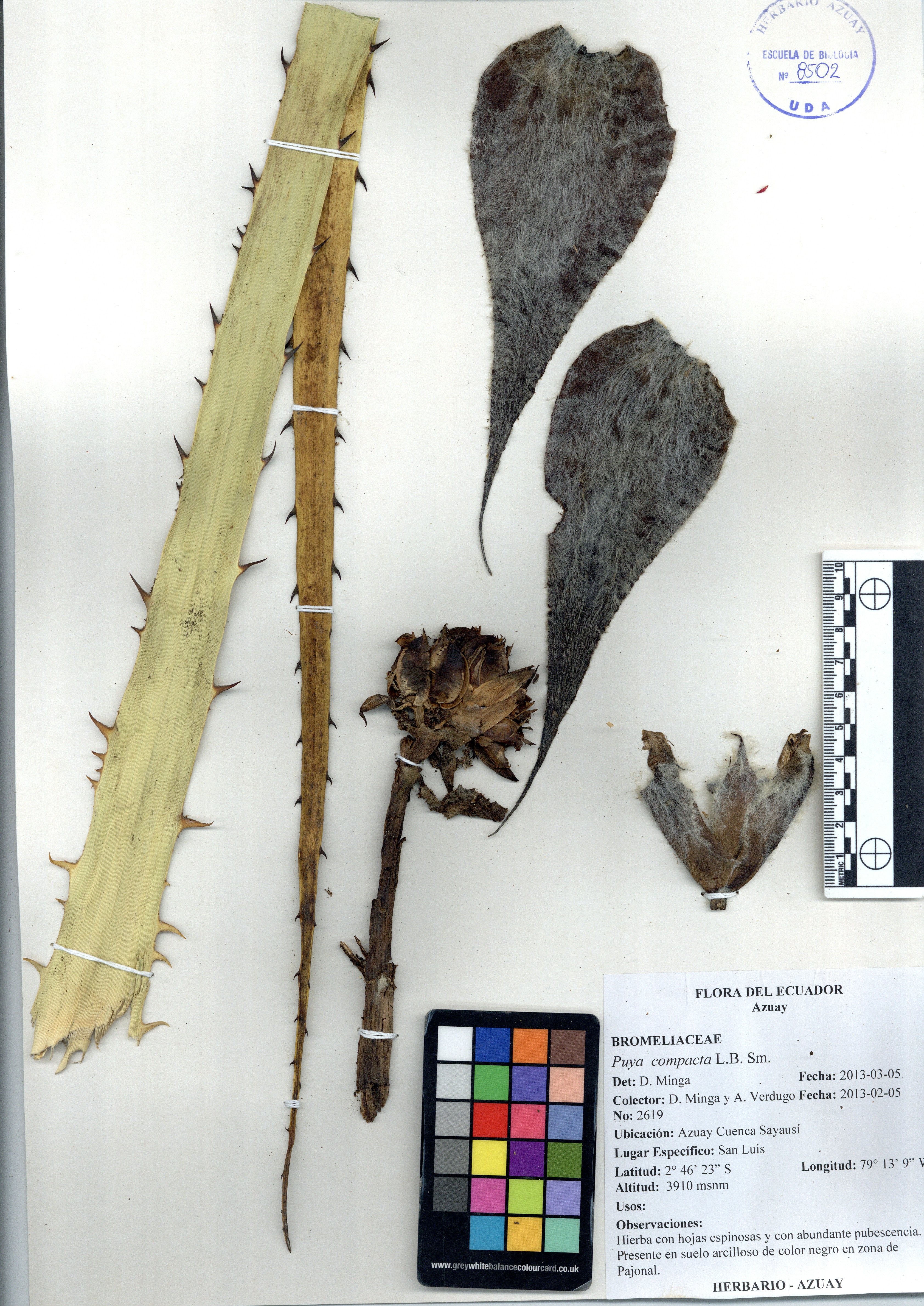 Puya compacta L.B. Sm.