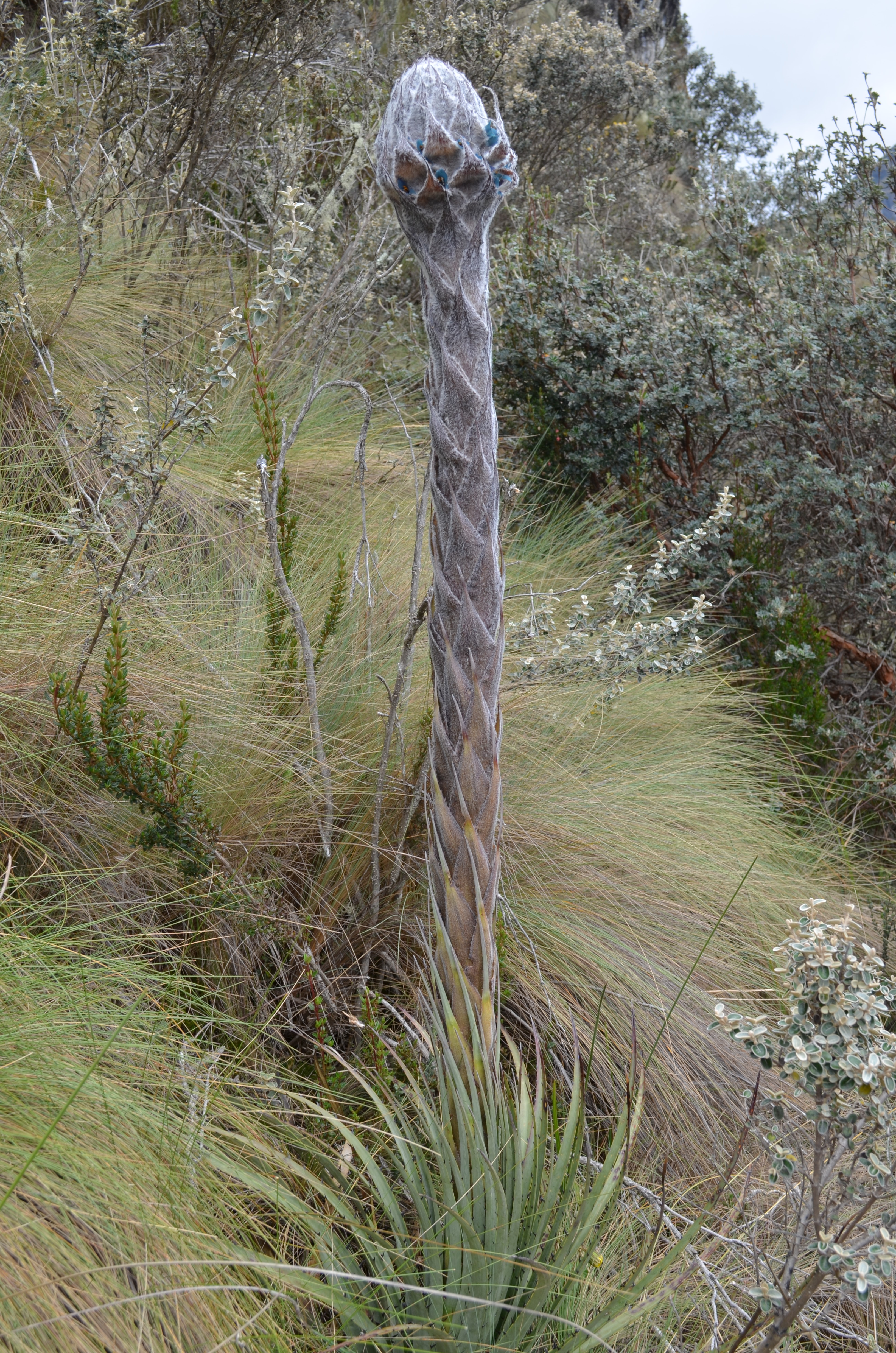 Puya compacta L.B. Sm.