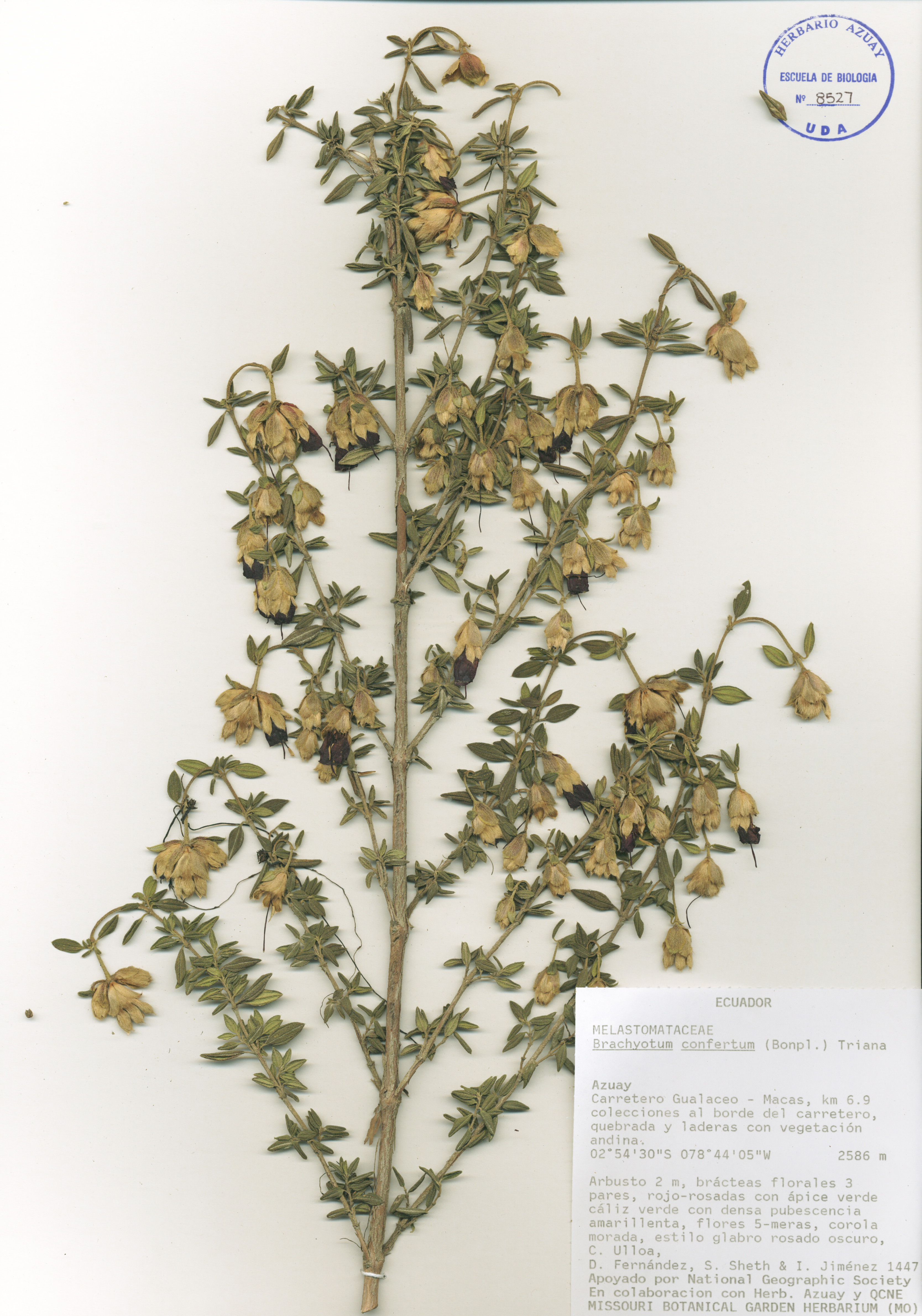 Brachyotum confertum (Bonpl.) Triana