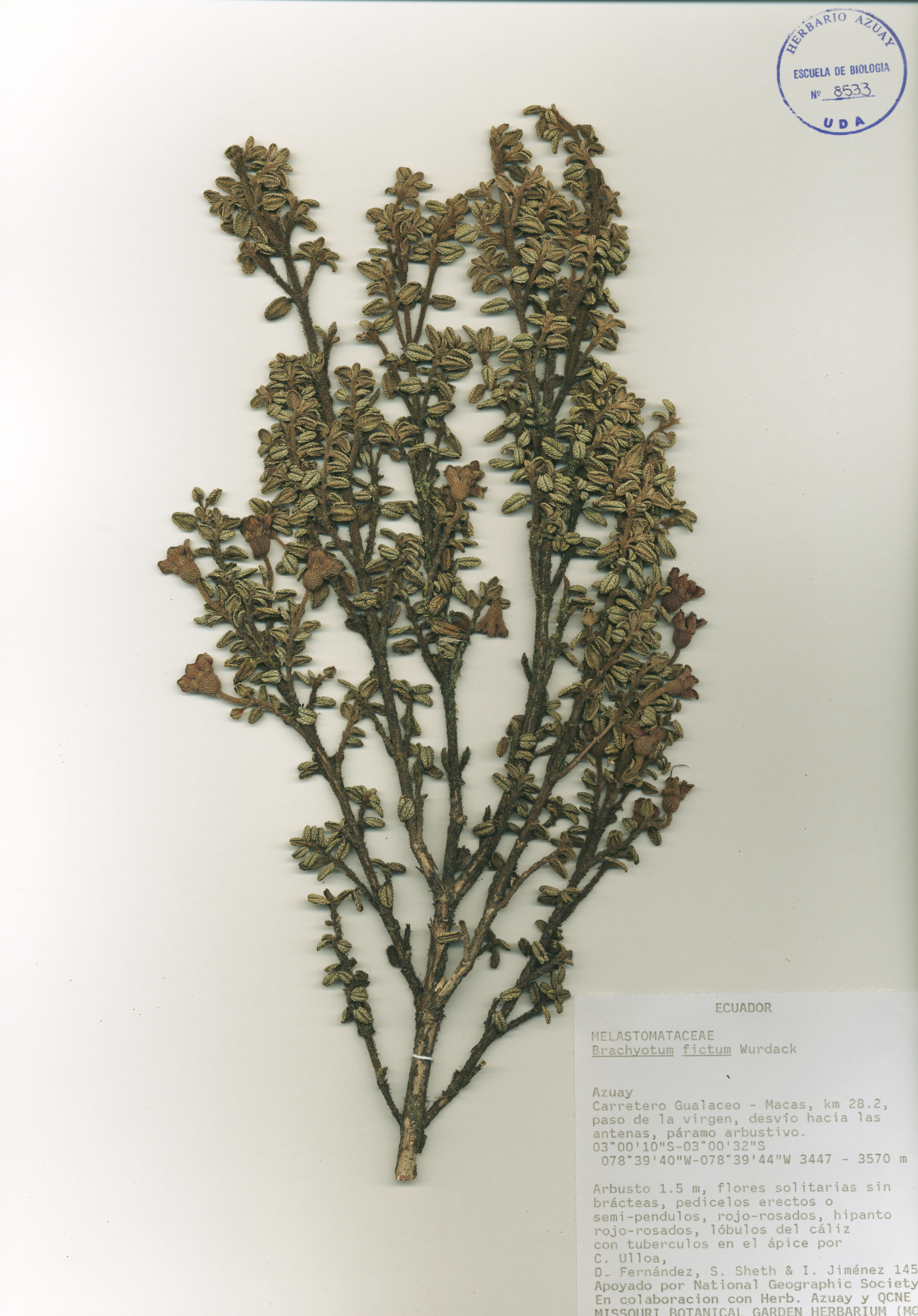 Brachyotum fictum Wurdack