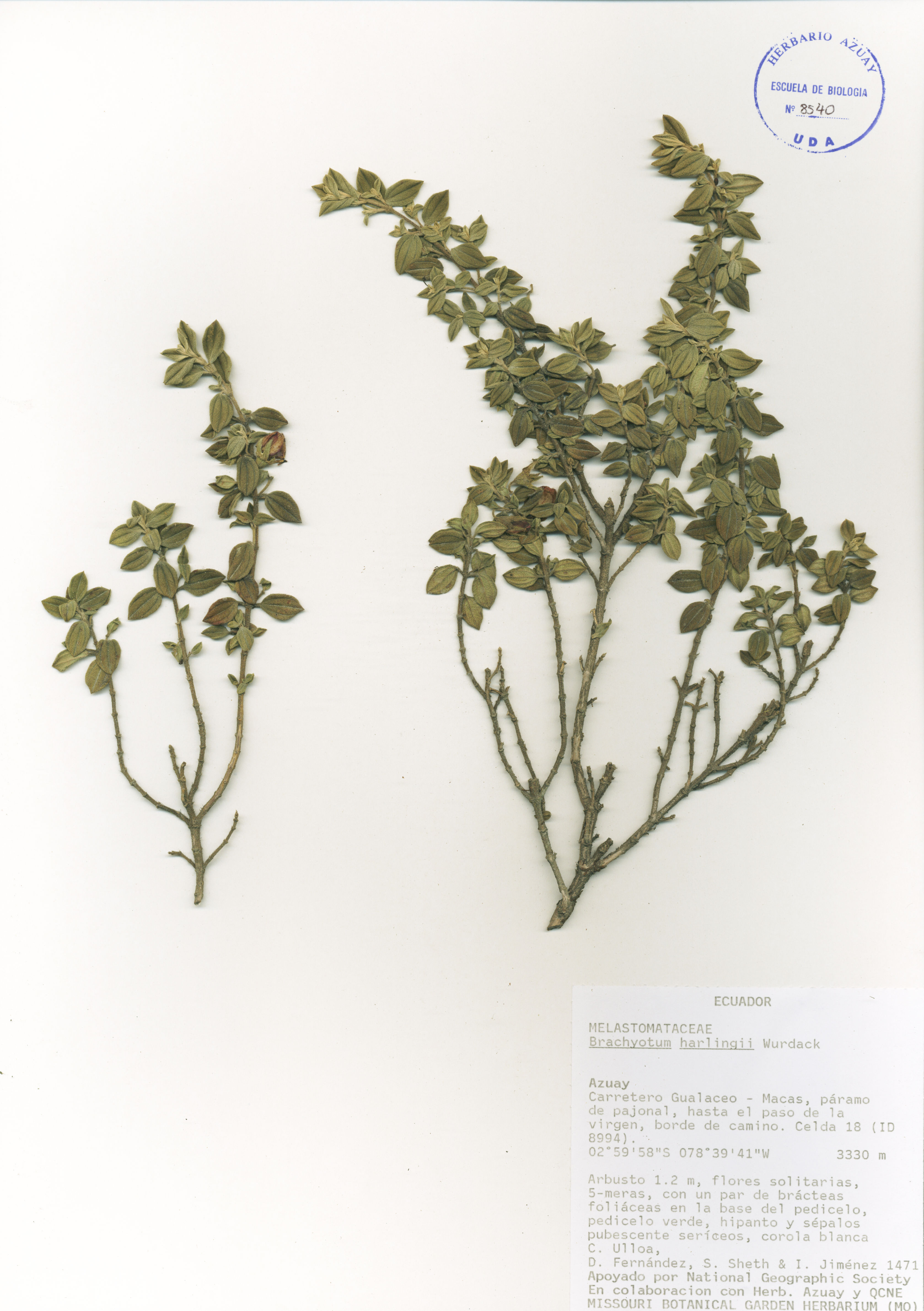 Brachyotum harlingii Wurdack