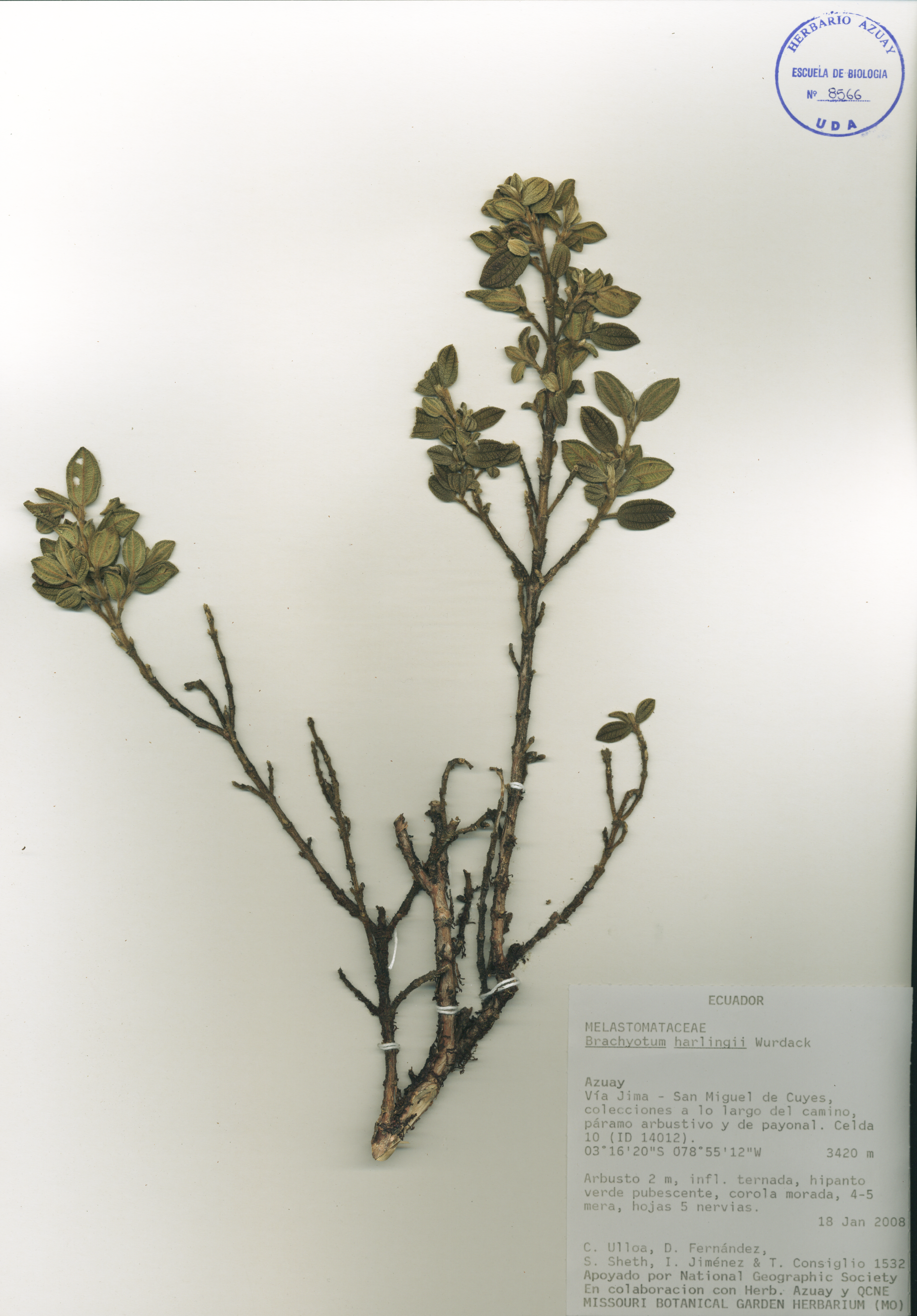 Brachyotum harlingii Wurdack