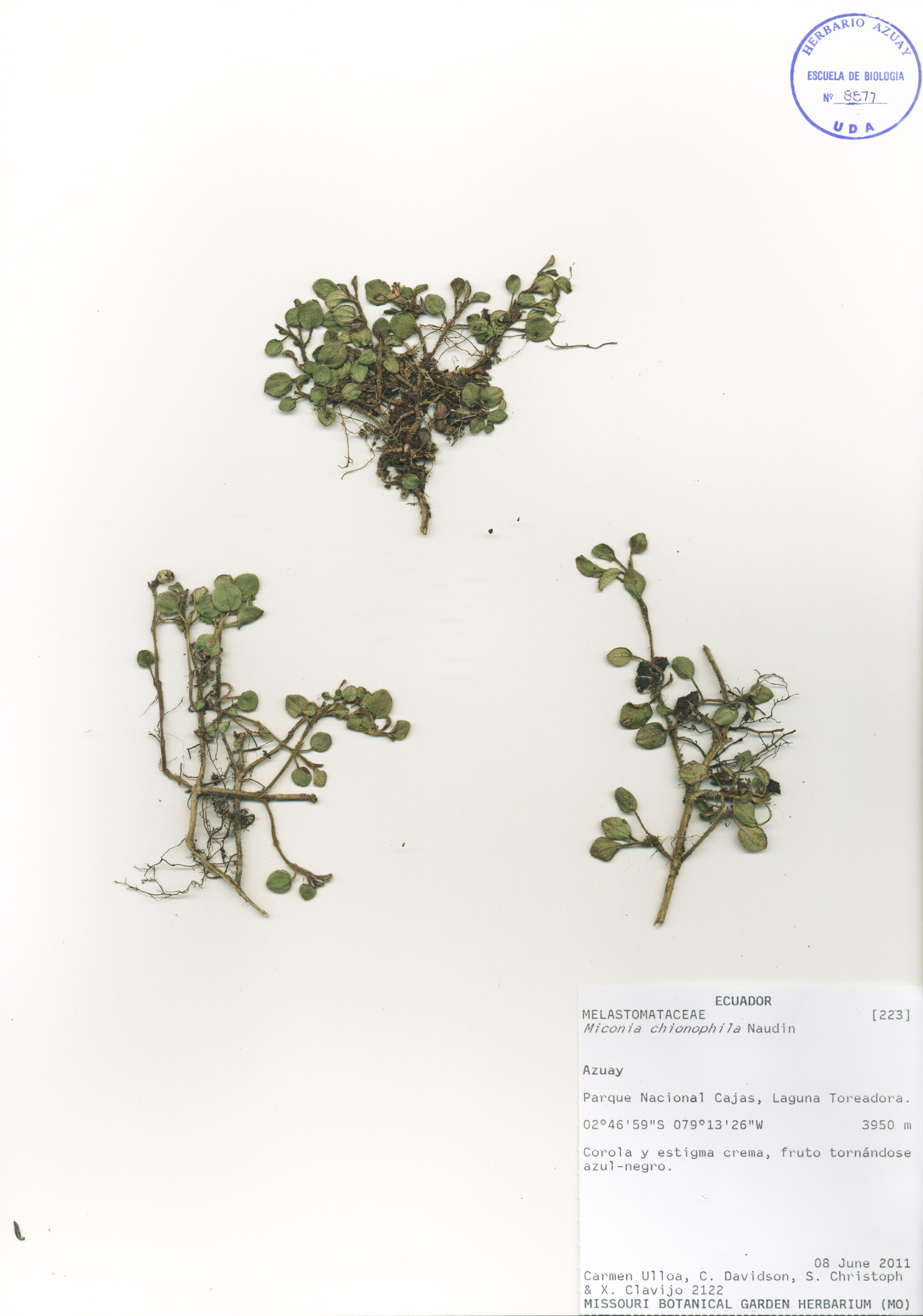 Miconia chionophila Naudin