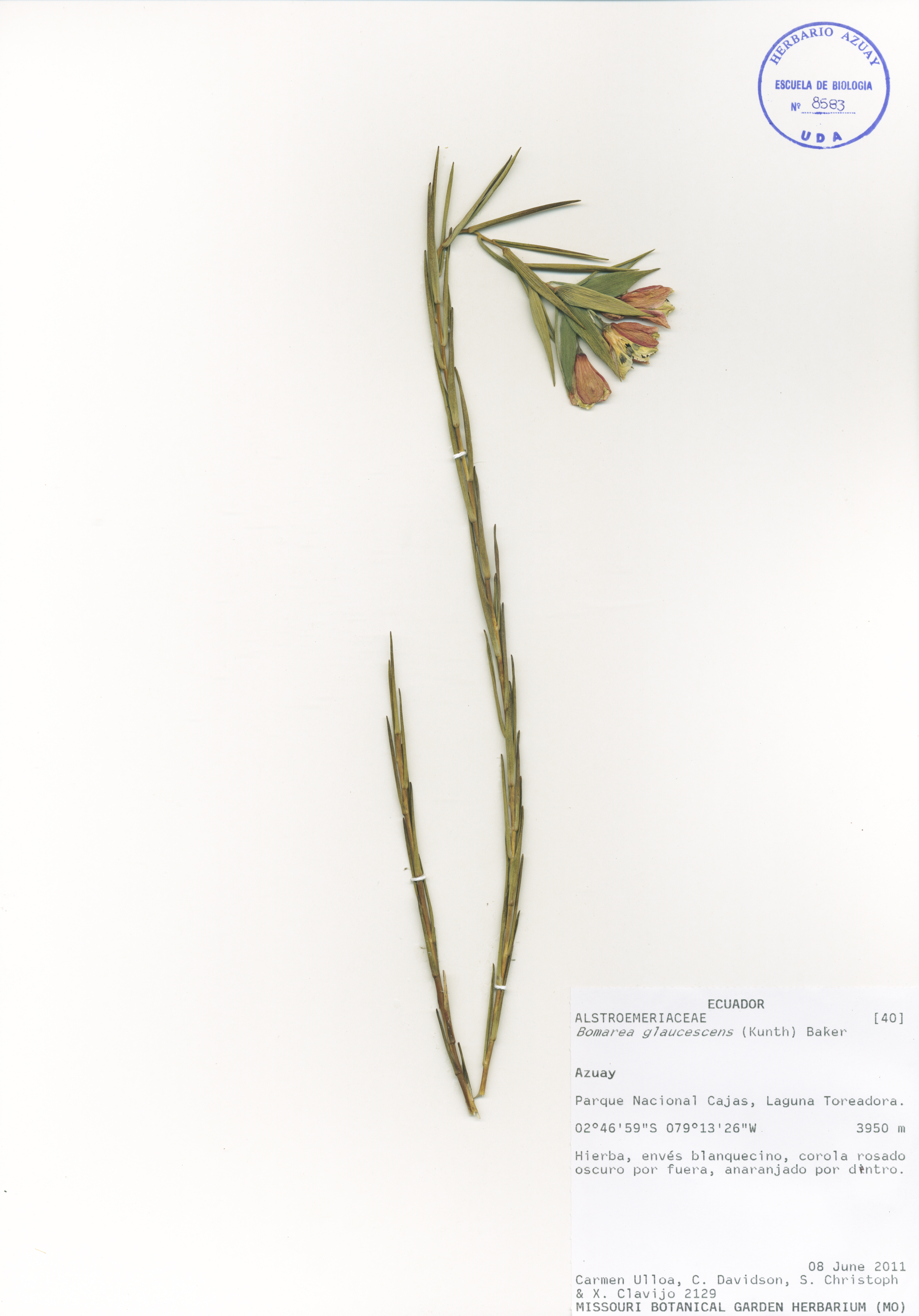 Bomarea glaucescens (Kunth) Baker